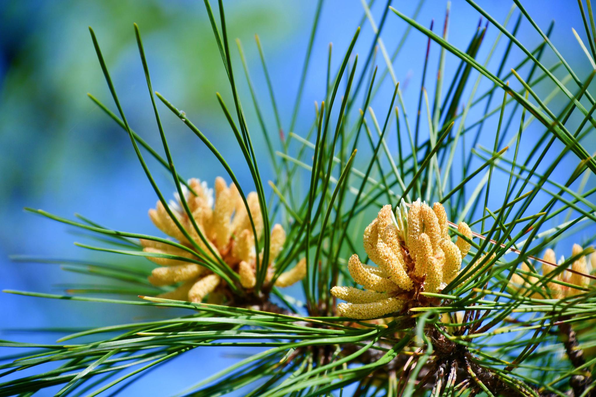 马尾松花开满树,原创拍摄