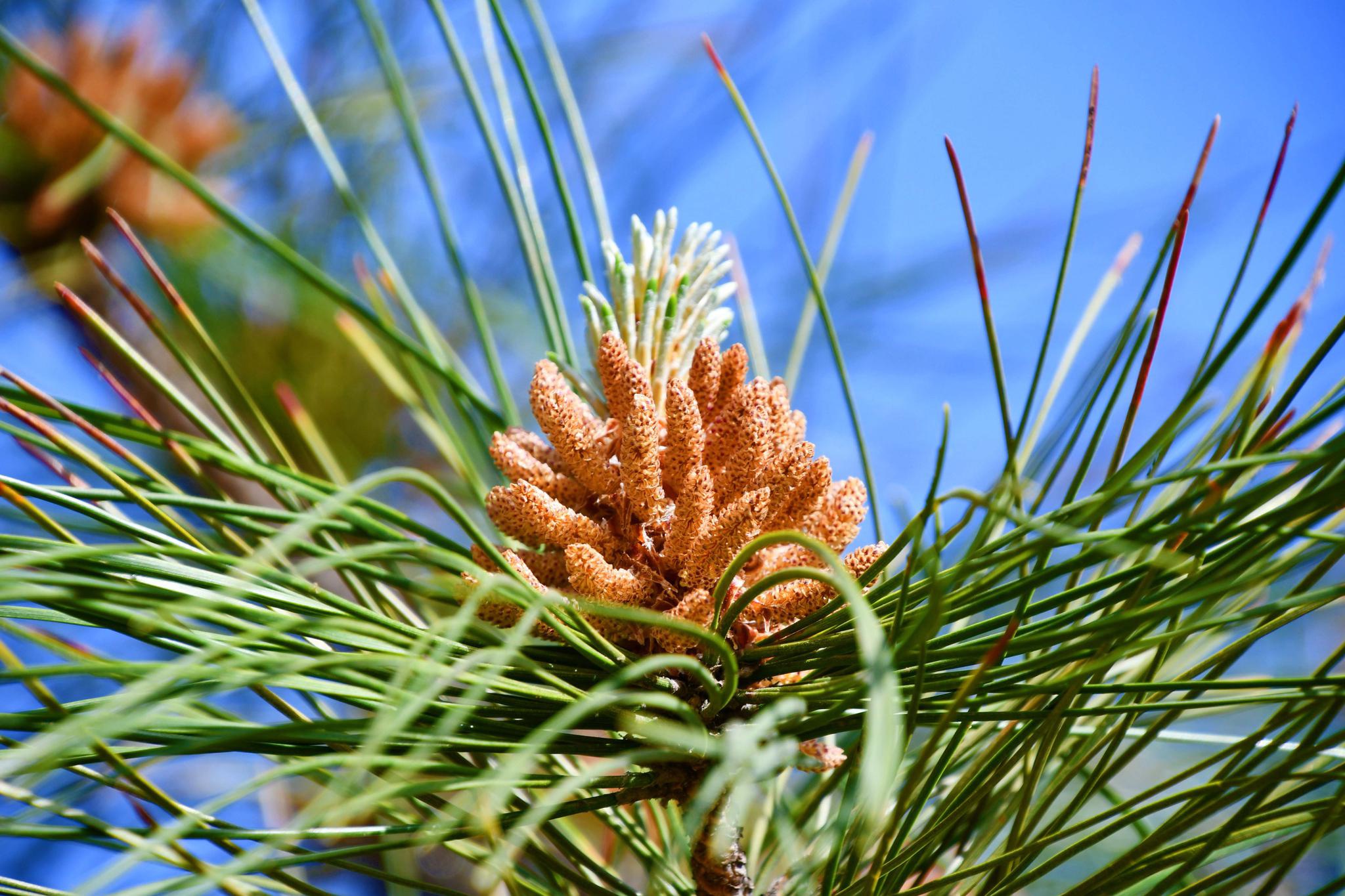 马尾松花开满树,原创拍摄