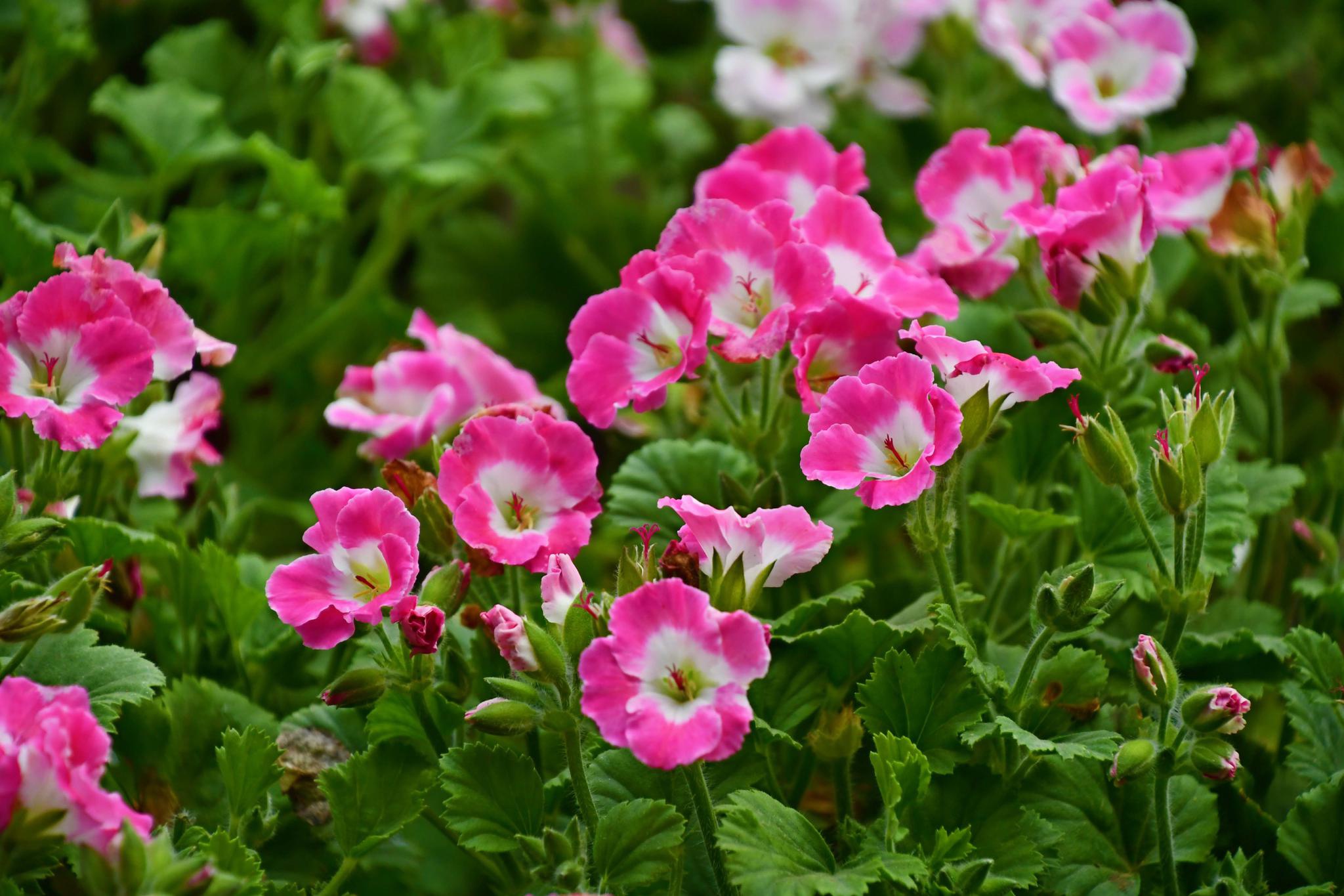 天竺葵原创拍摄