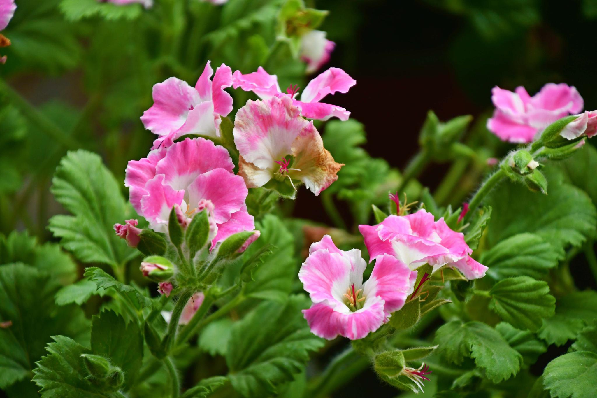 天竺葵原创拍摄