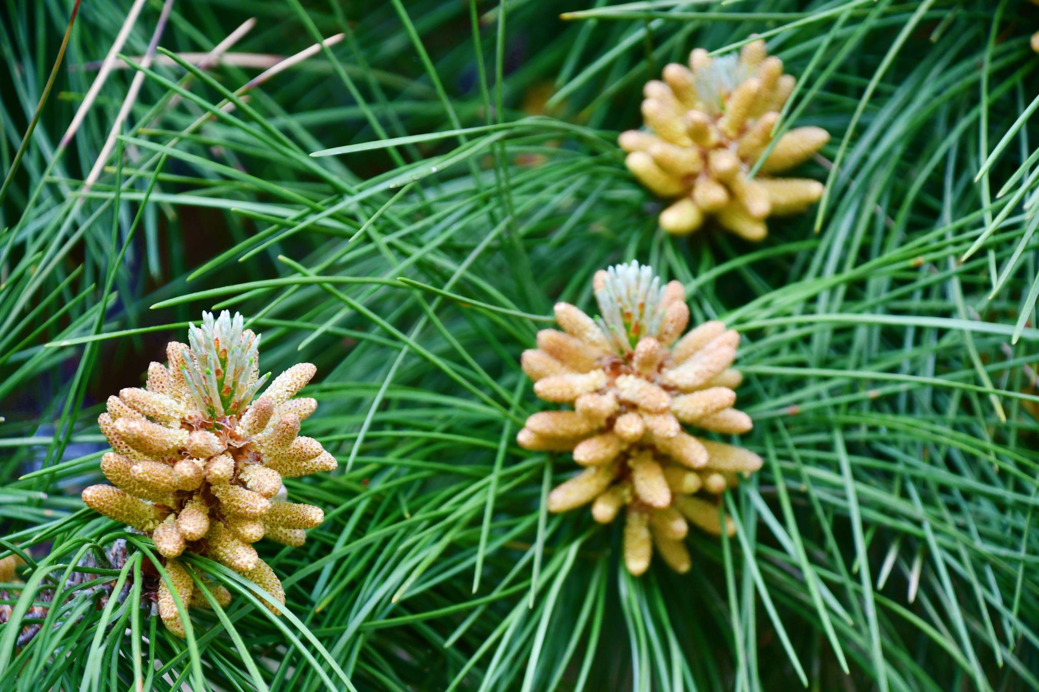 马尾松花穗,原创拍摄