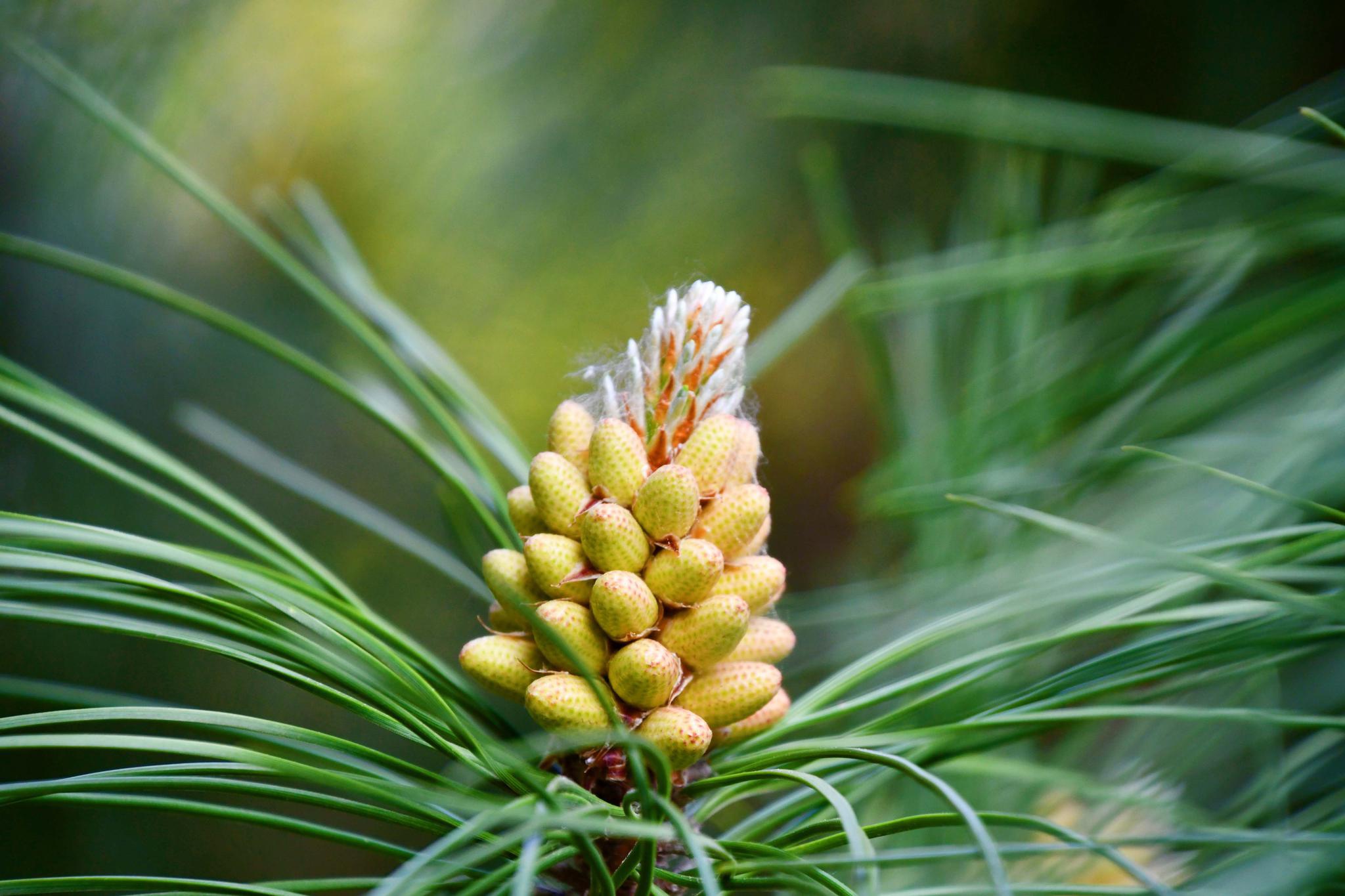 马尾松花穗,原创拍摄