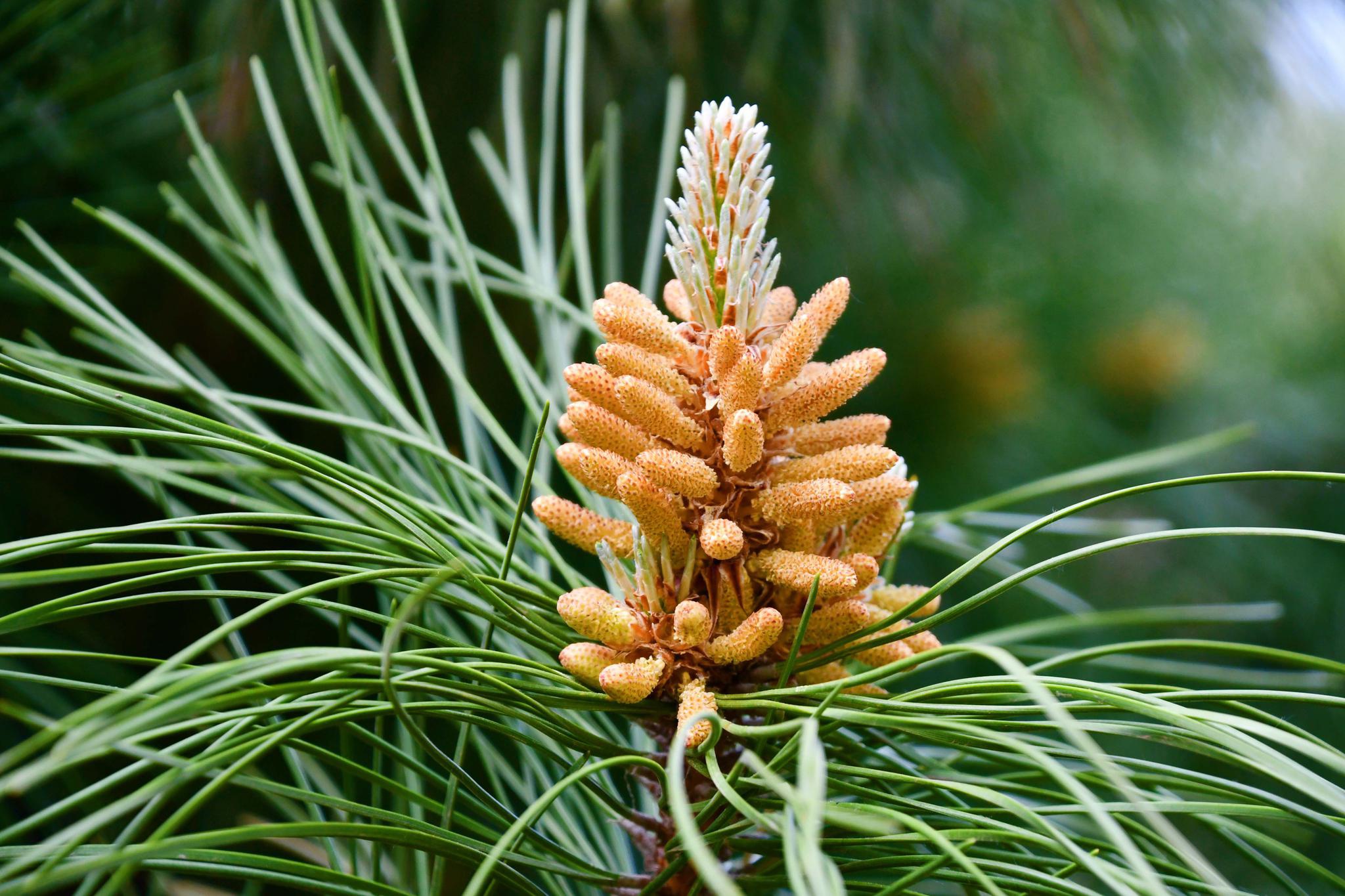 马尾松花穗,原创拍摄