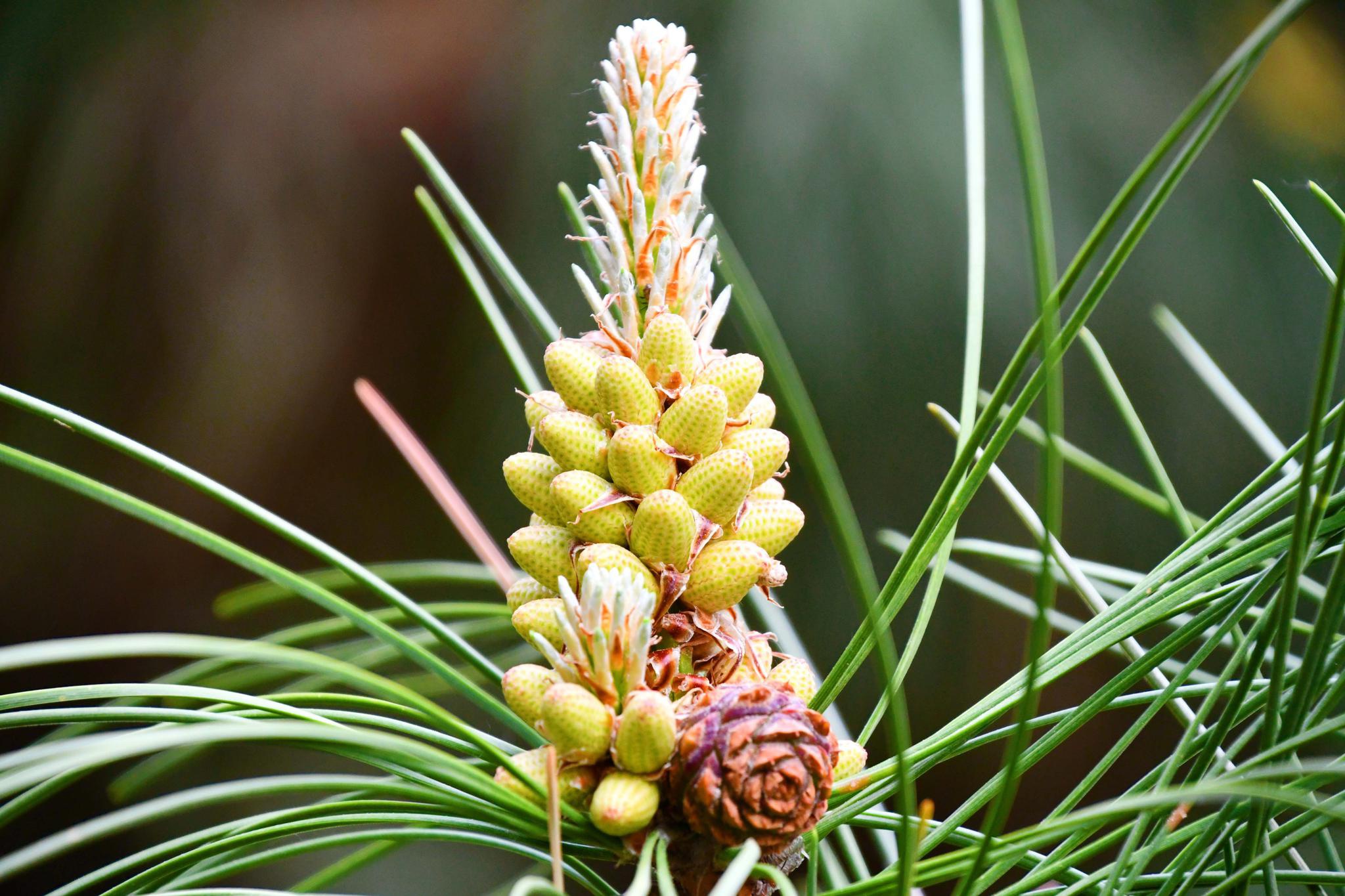 马尾松花穗,原创拍摄