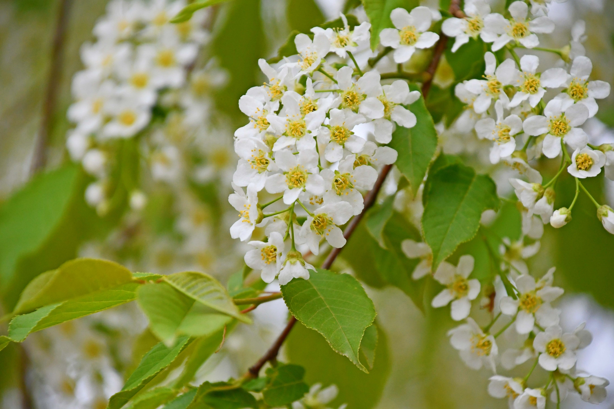 淡雅的稠李花,原创拍摄