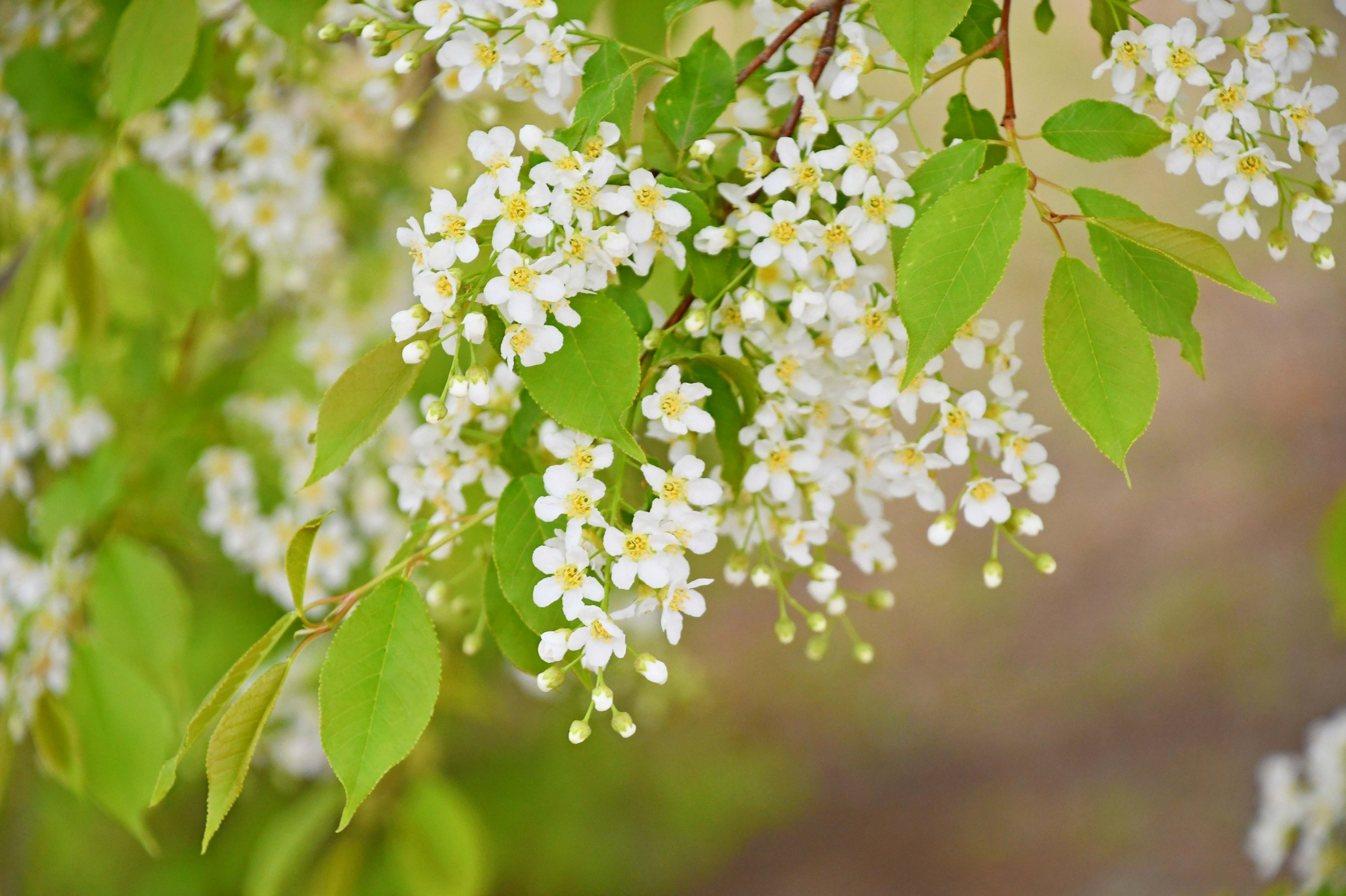 淡雅的稠李花,原创拍摄