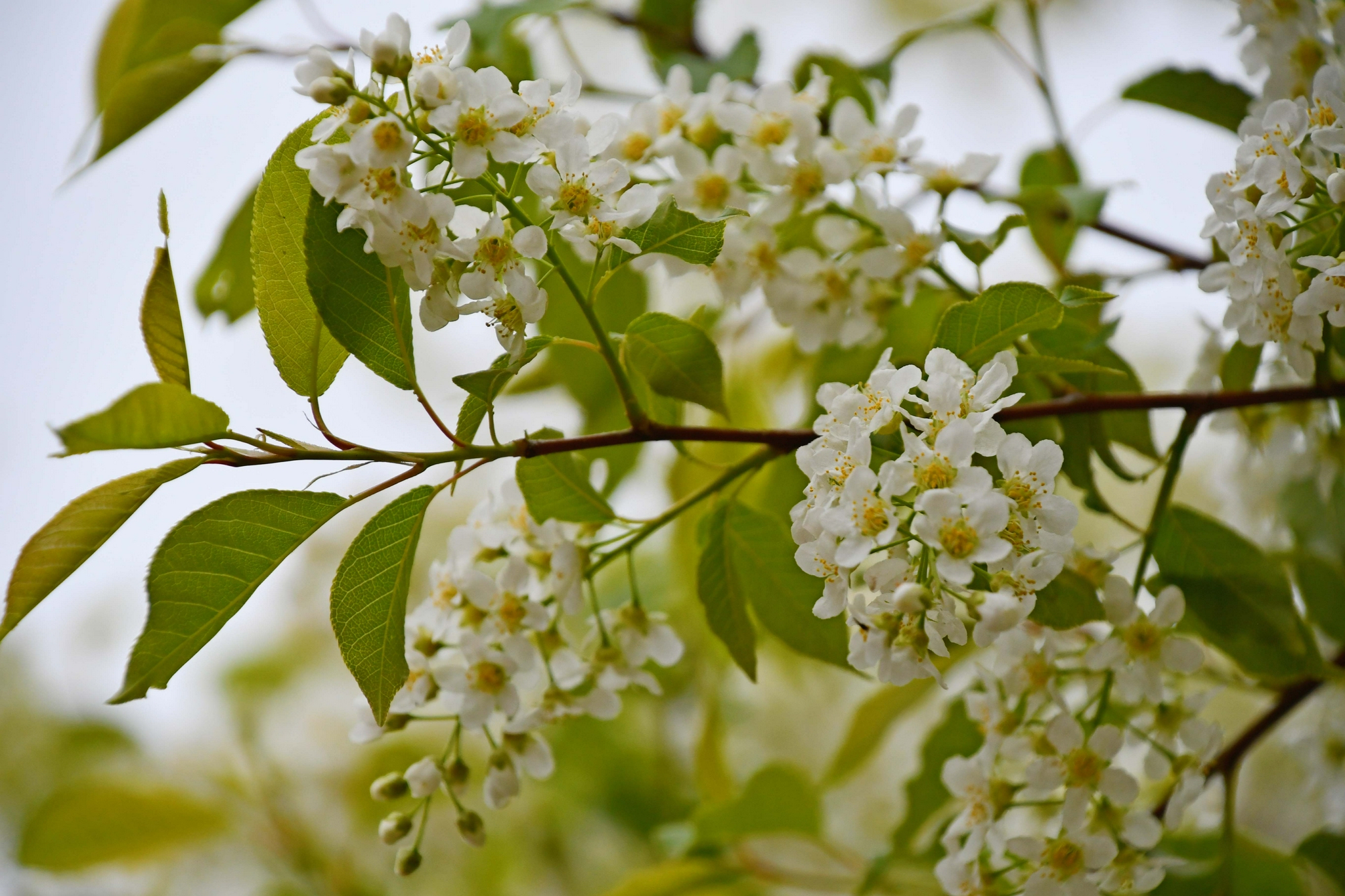 淡雅的稠李花,原创拍摄