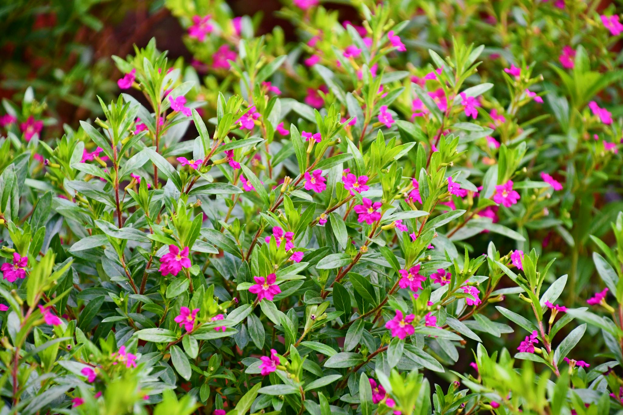 千屈菜科萼距花原创拍摄