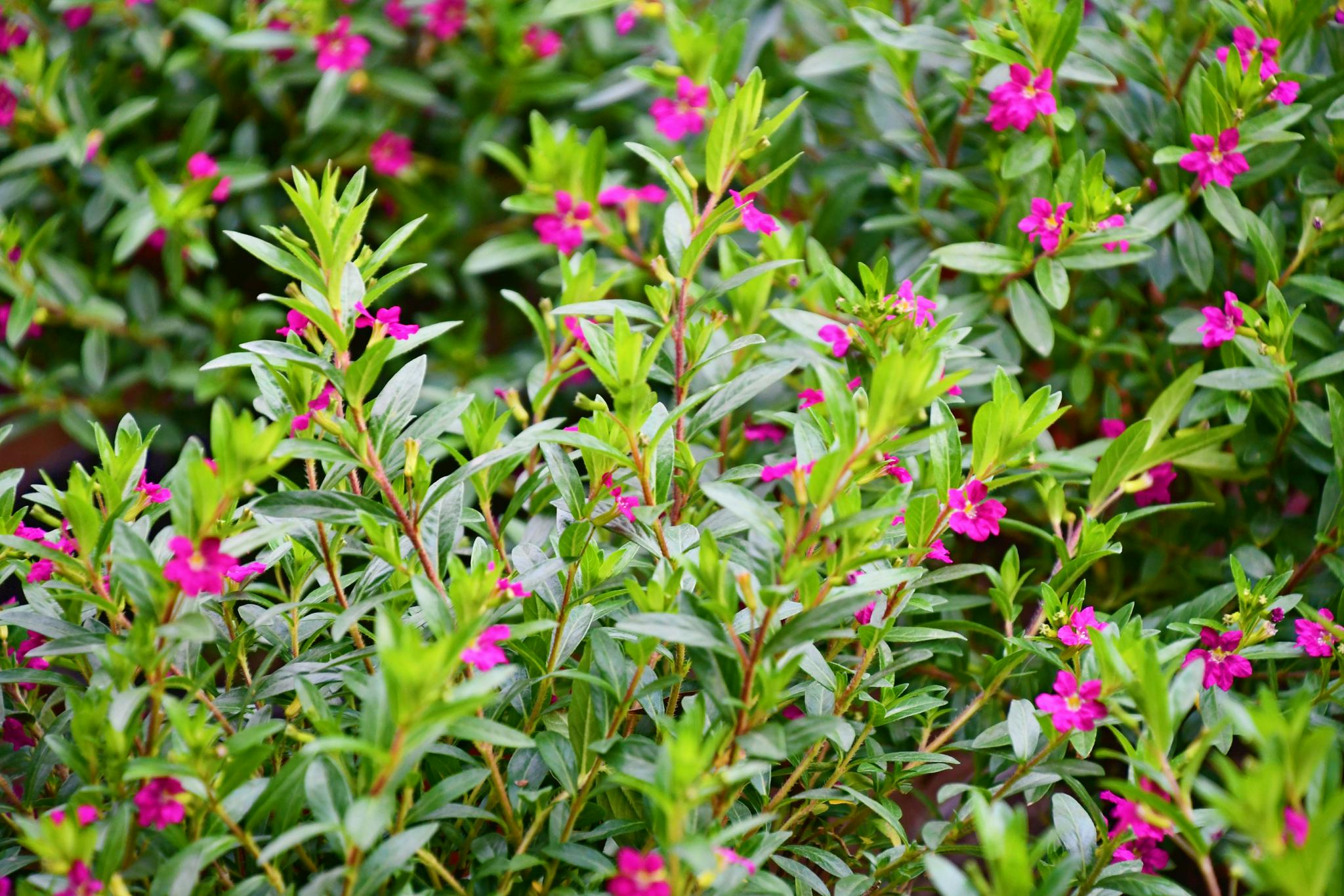 千屈菜科萼距花原创拍摄