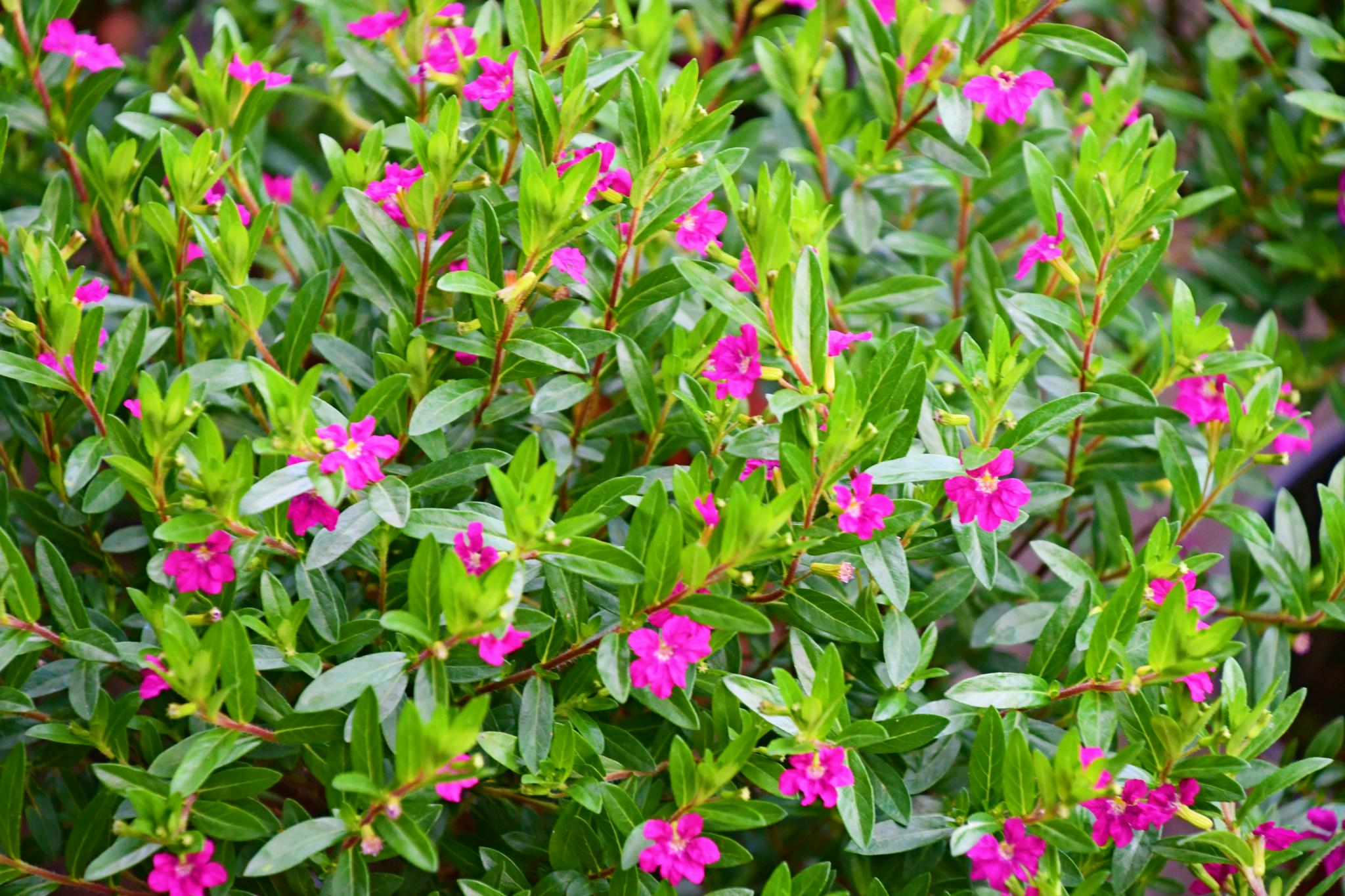 千屈菜科萼距花原创拍摄