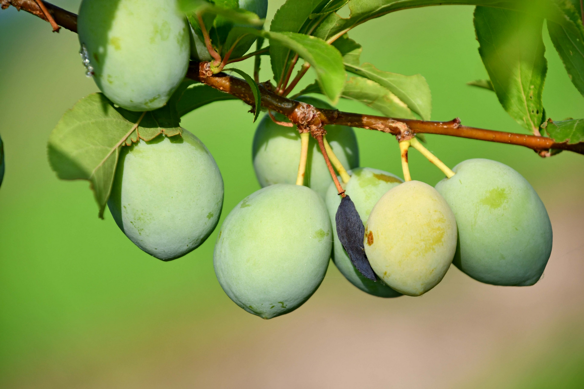 香蕉李子原创拍摄