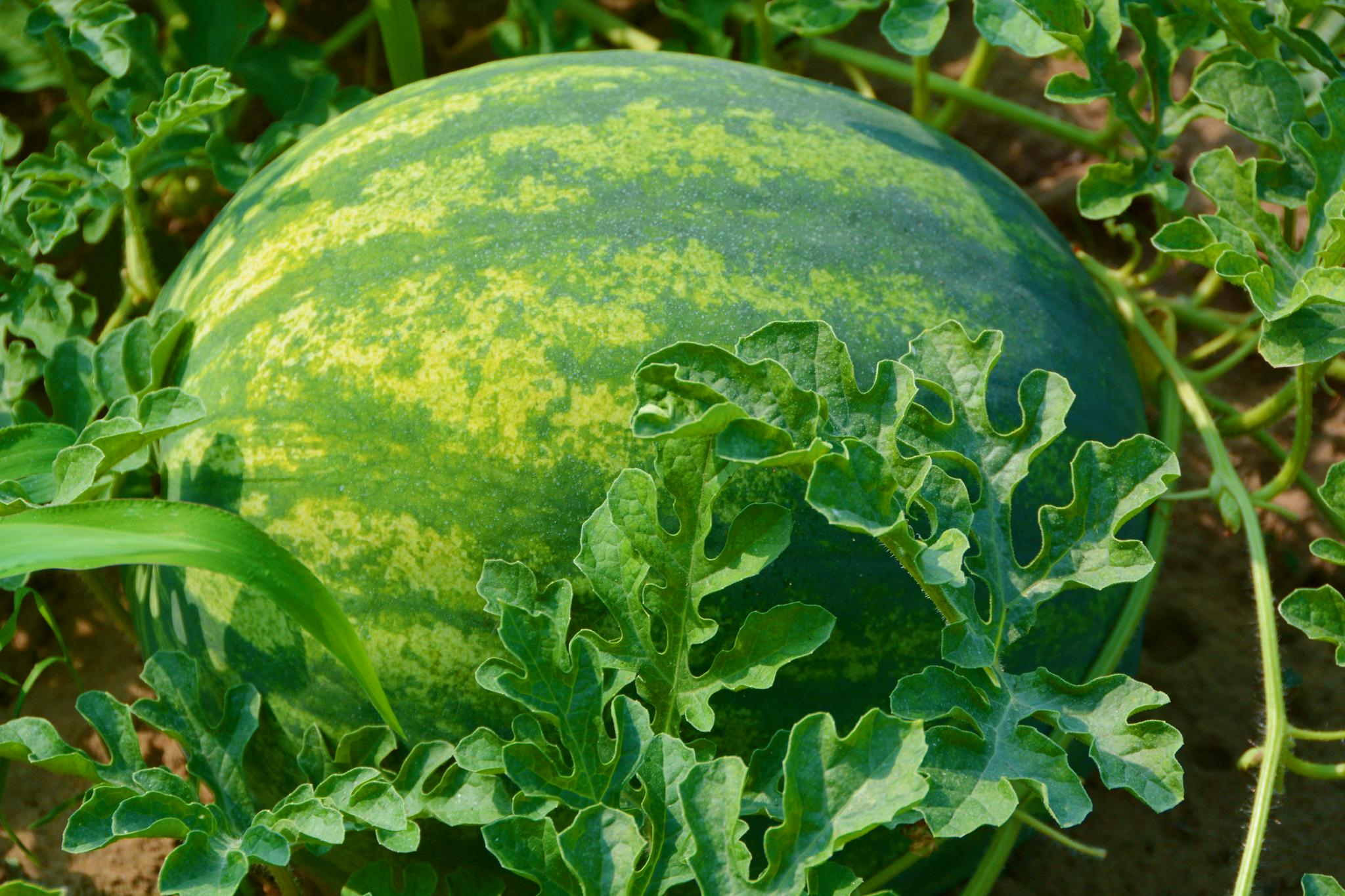 白瓤西瓜俗称打瓜主要作用是收瓜子,原创拍摄_高清图集_新浪网