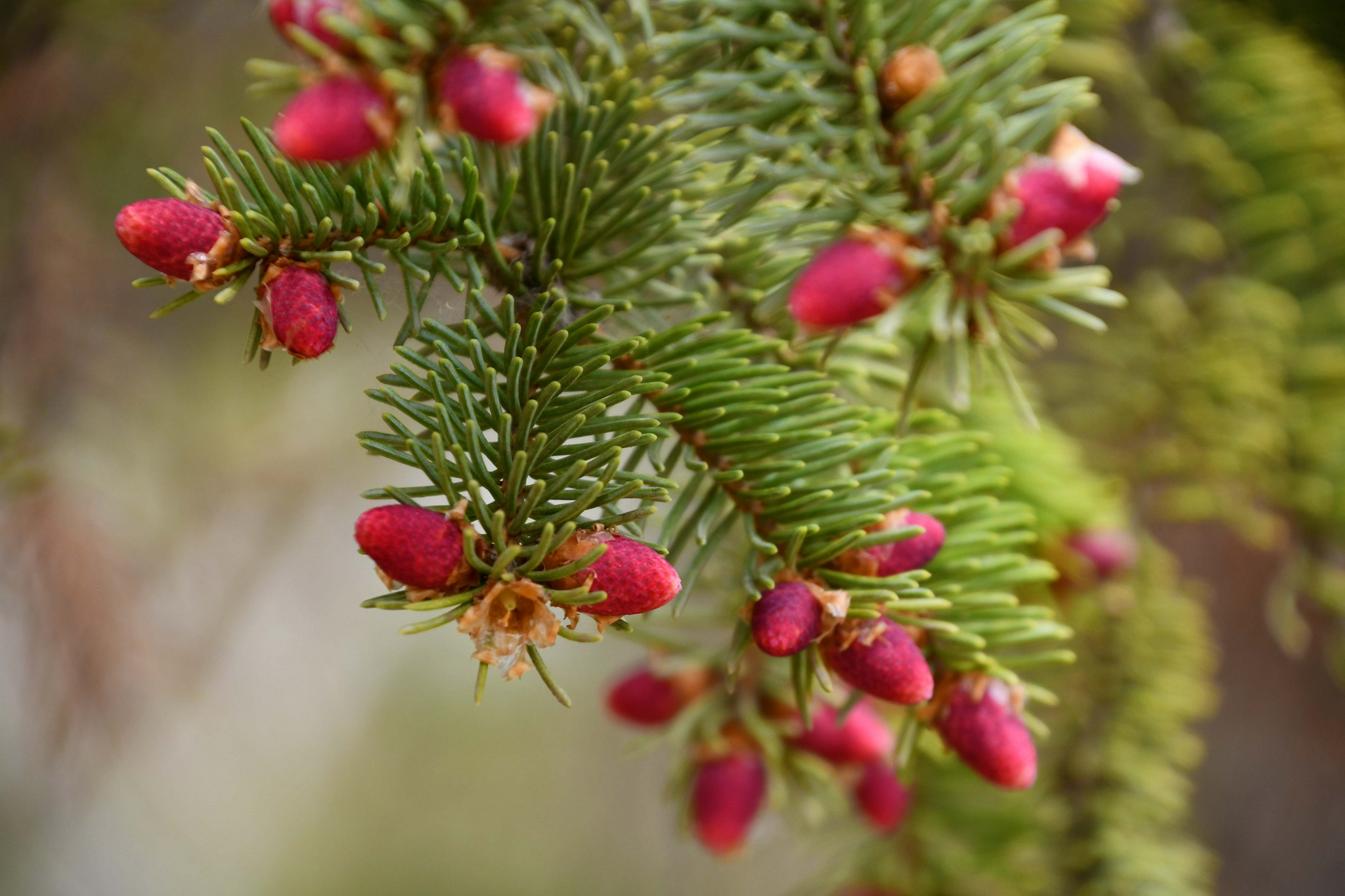 云杉幼果原创拍摄