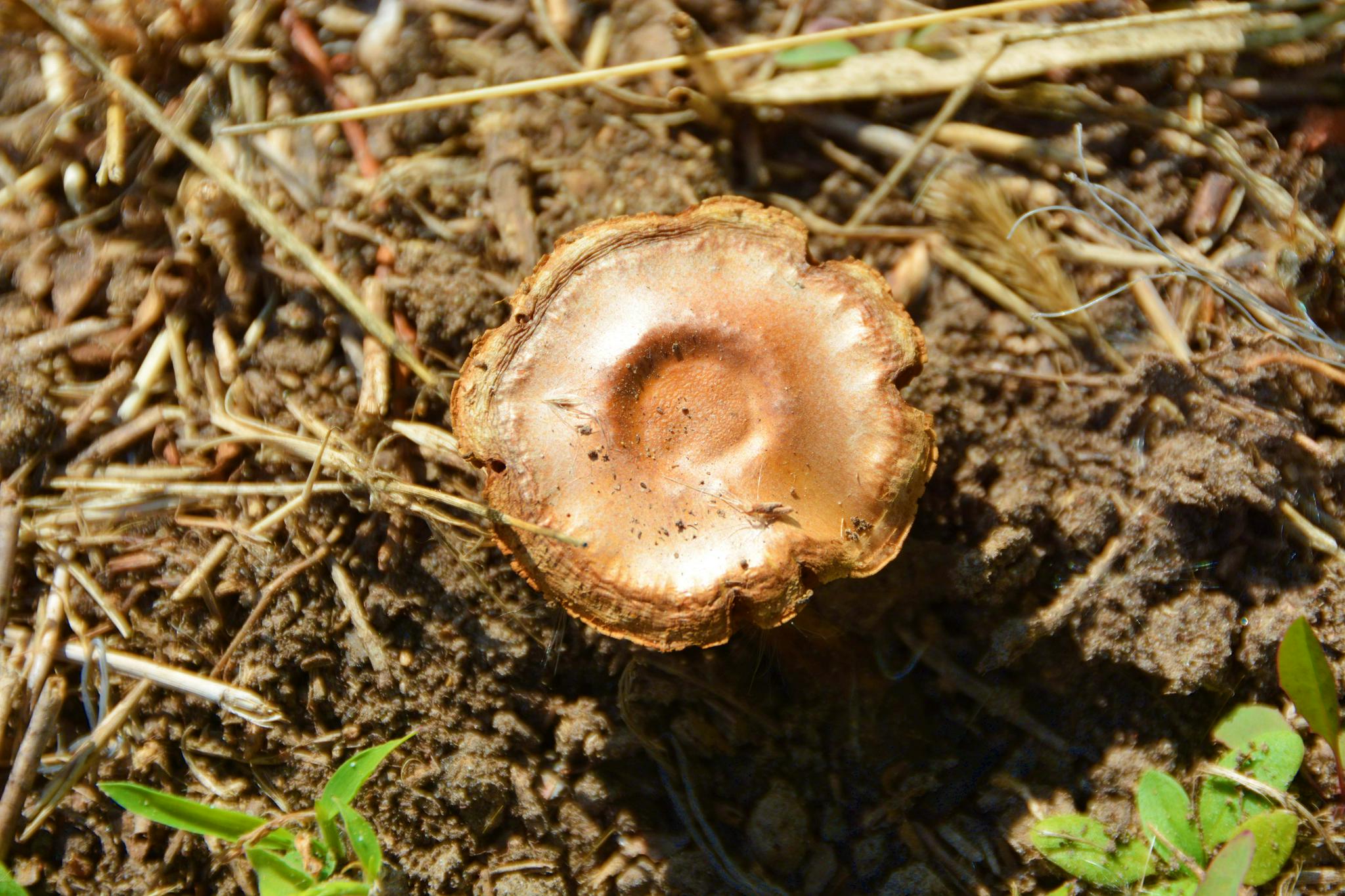 小黄蘑菇,原创拍摄|小黄|蘑菇|原创_新浪新闻