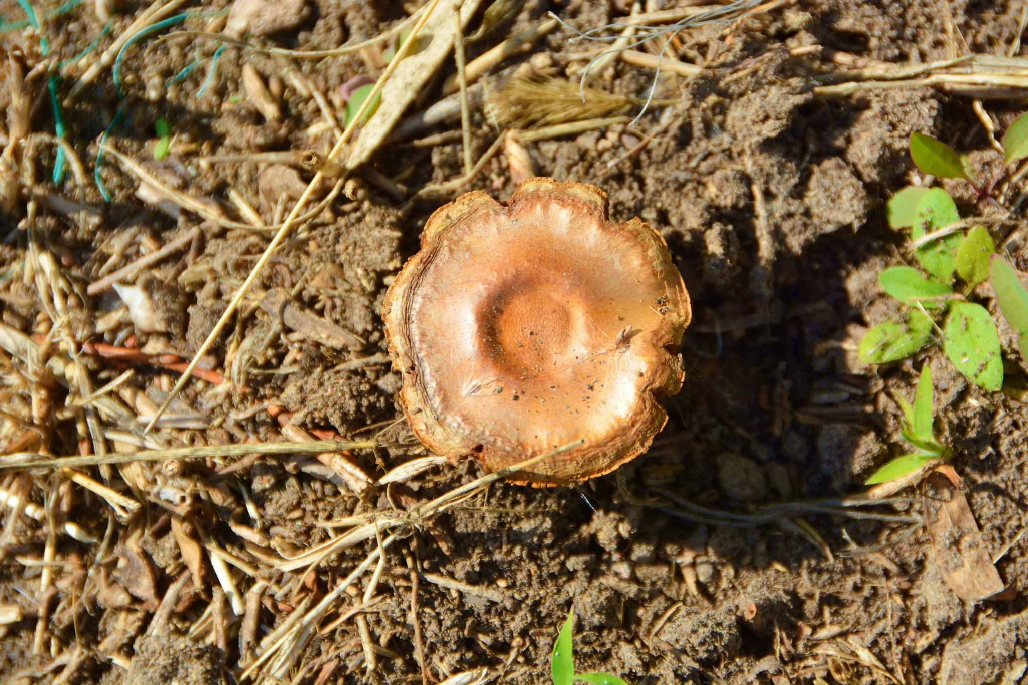 小黄蘑菇,原创拍摄|小黄|蘑菇|原创_新浪新闻