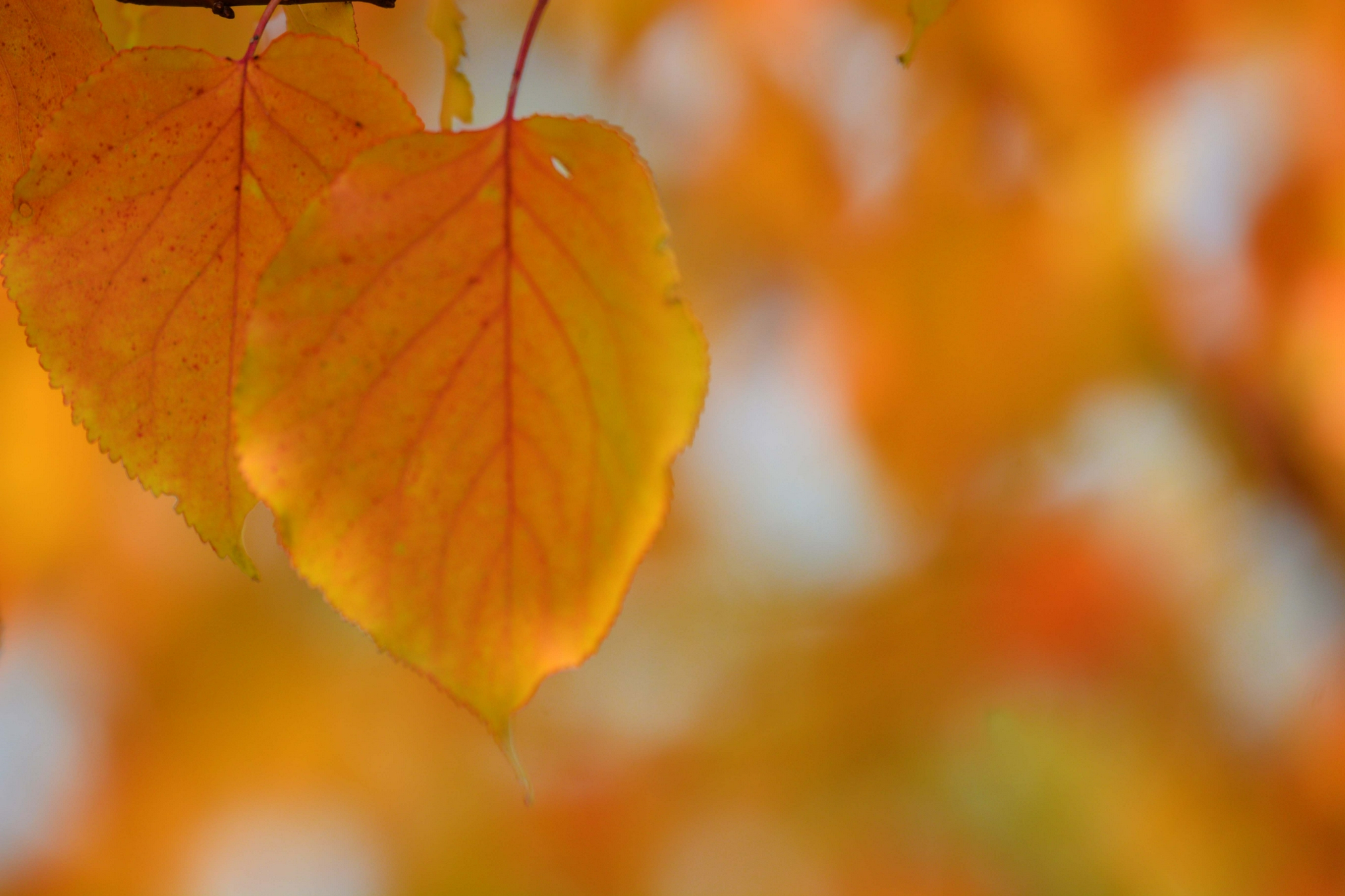 秋天杏树叶图片真实图片