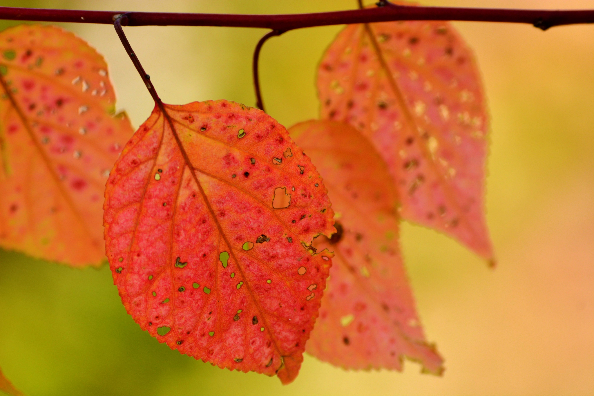 秋天的山杏树叶原创拍摄