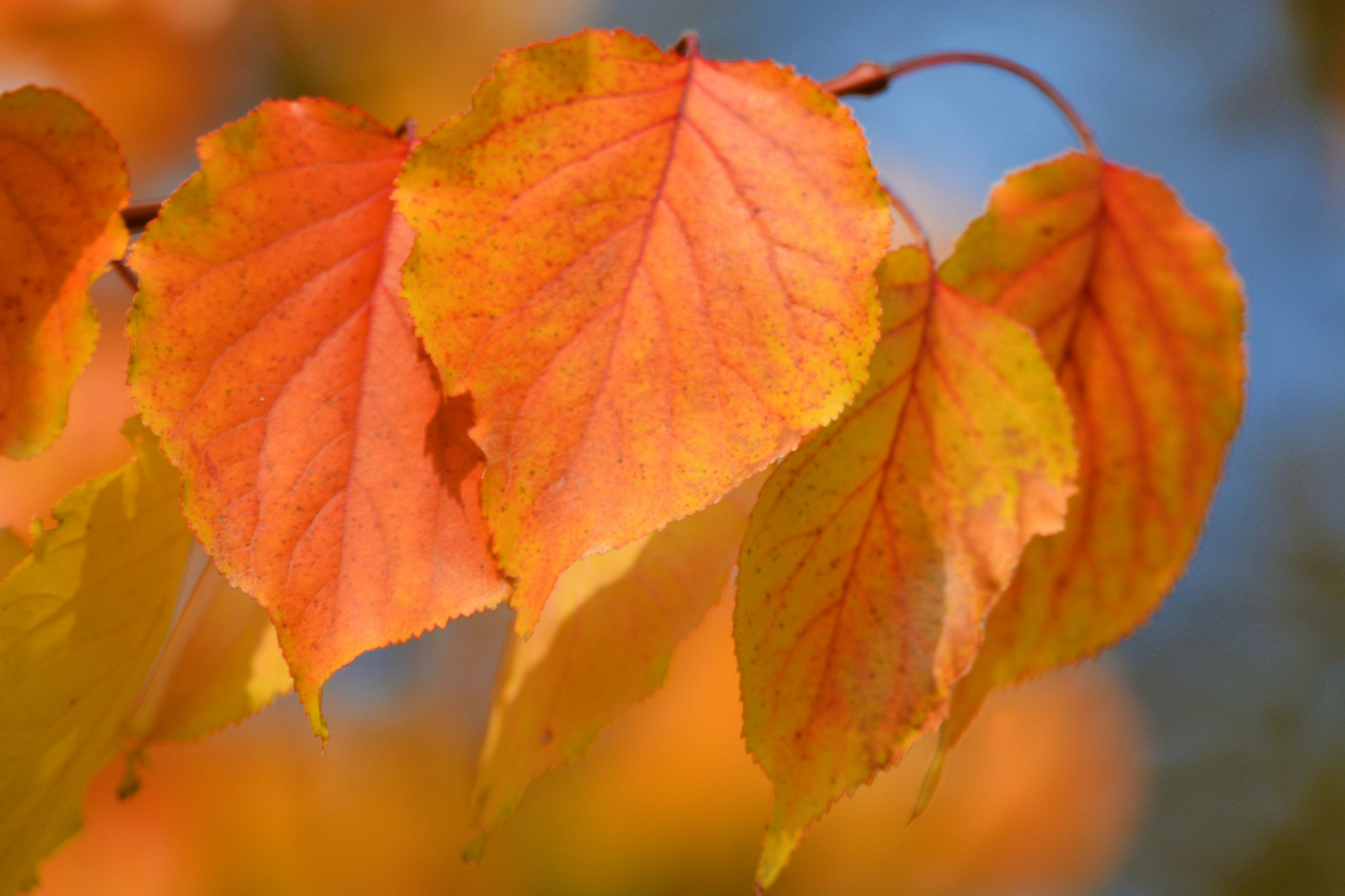 秋天的山杏树叶原创拍摄