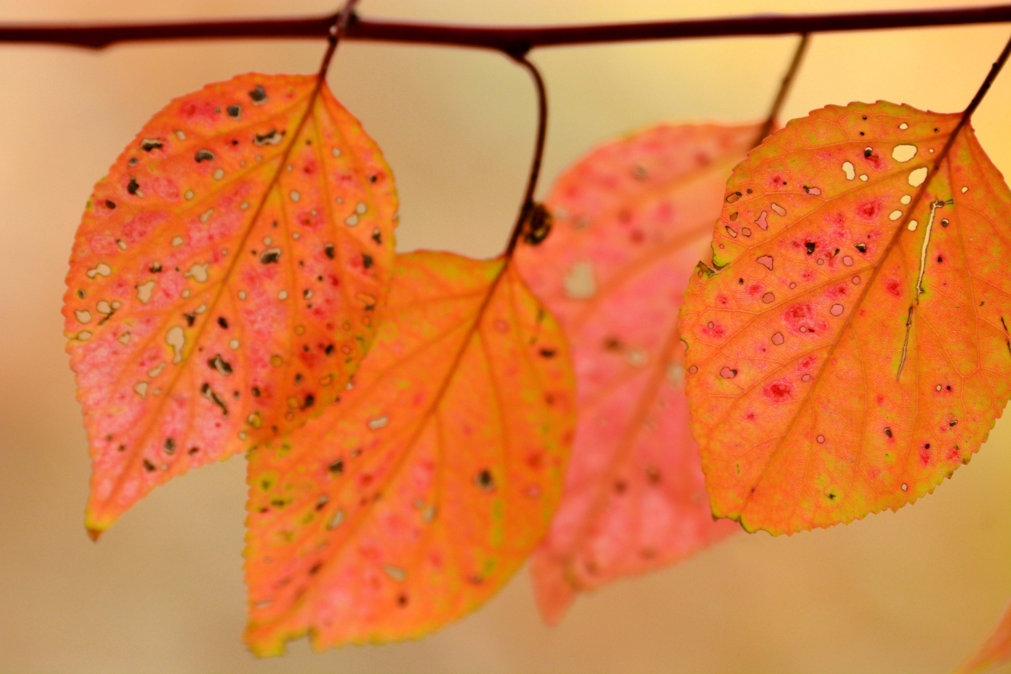 秋天的山杏树叶,原创拍摄秋天的山杏树叶,原创拍摄秋