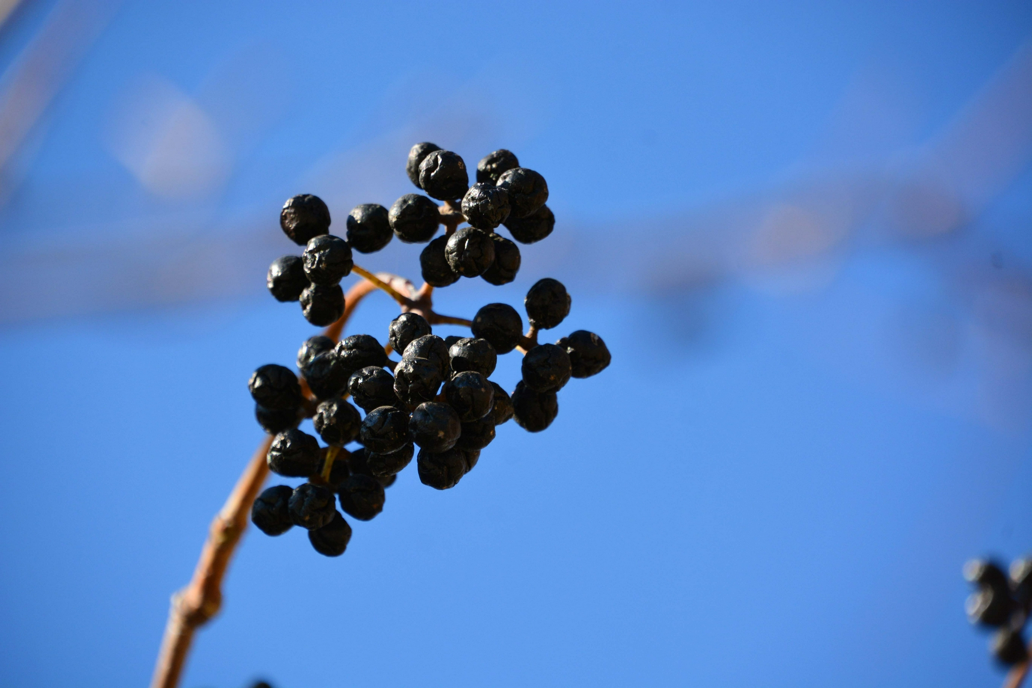 黑葡萄水果摄影图高清摄影大图-千库网