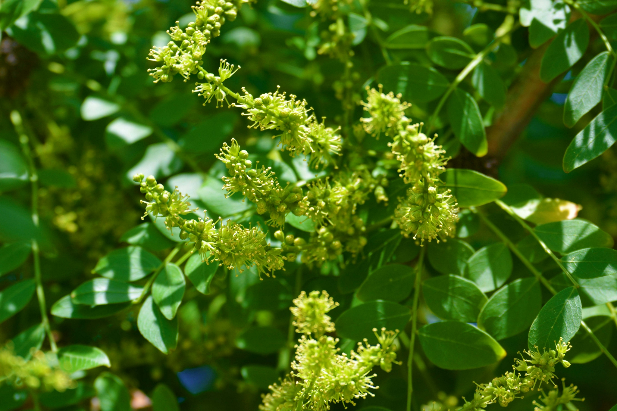 皂角树花穗原创拍摄