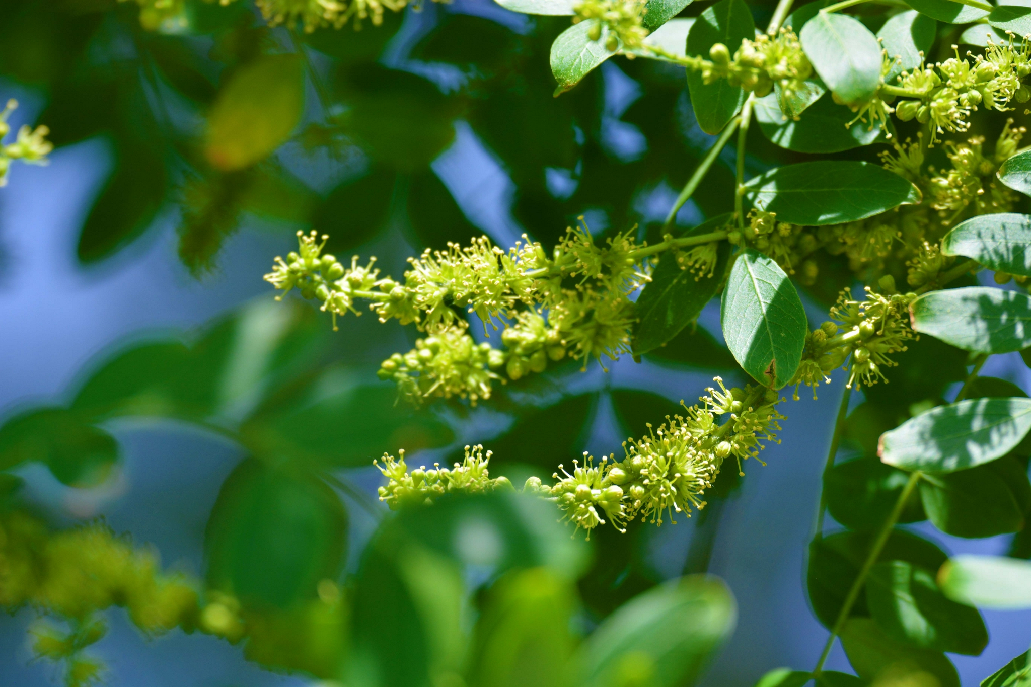皂角树花穗原创拍摄