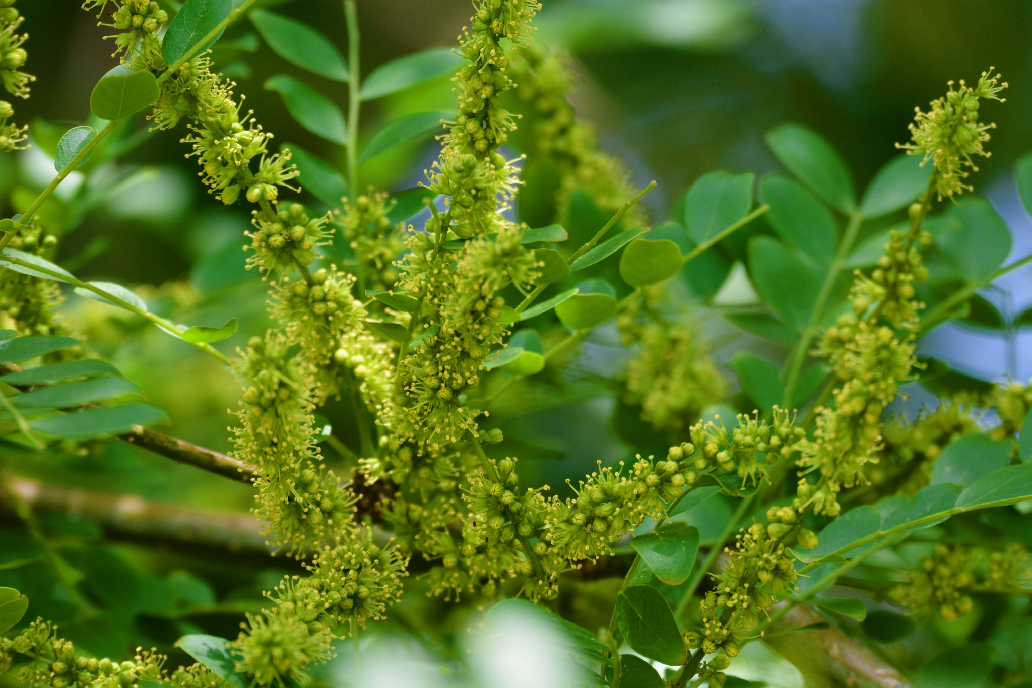 皂角树花穗原创拍摄