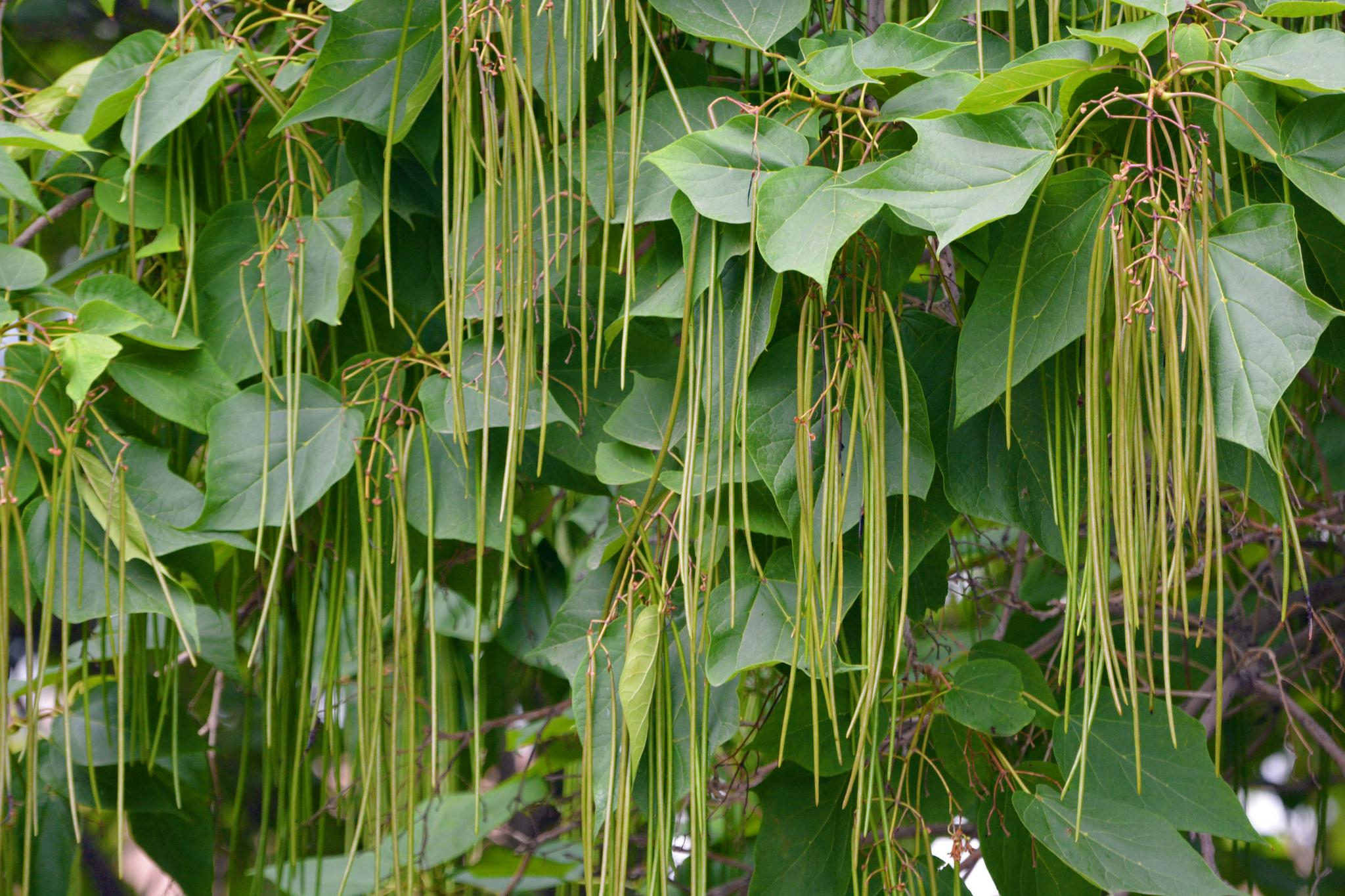 梓树果实(梓树果实有毒吗)