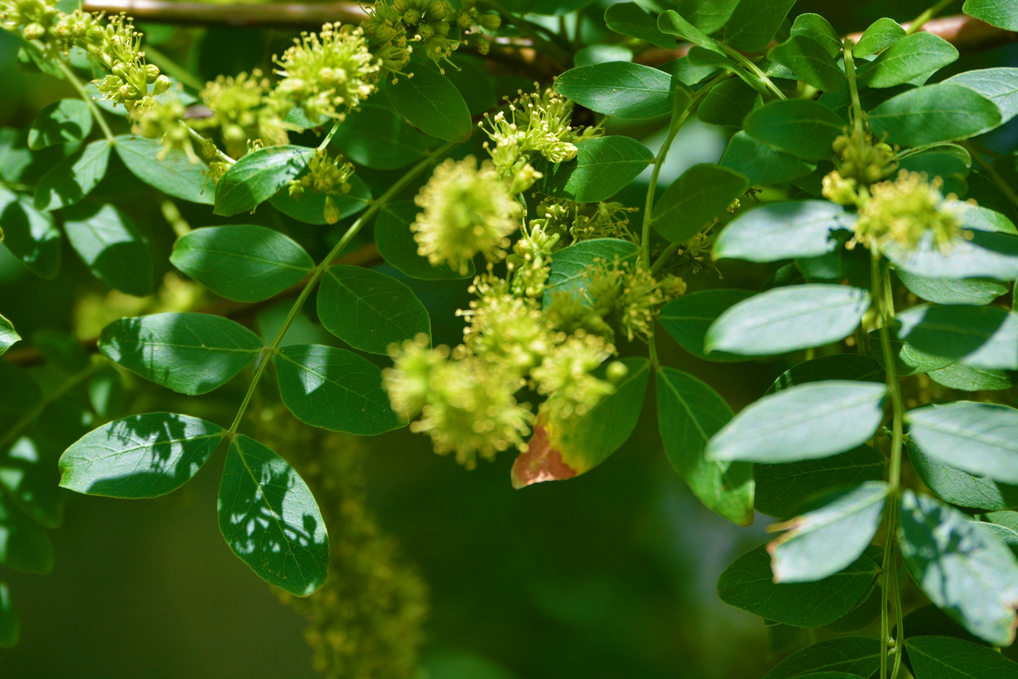 皂角树花穗原创拍摄