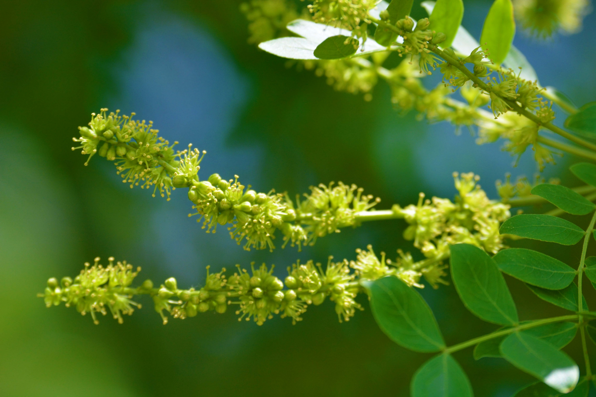皂角树花穗原创拍摄
