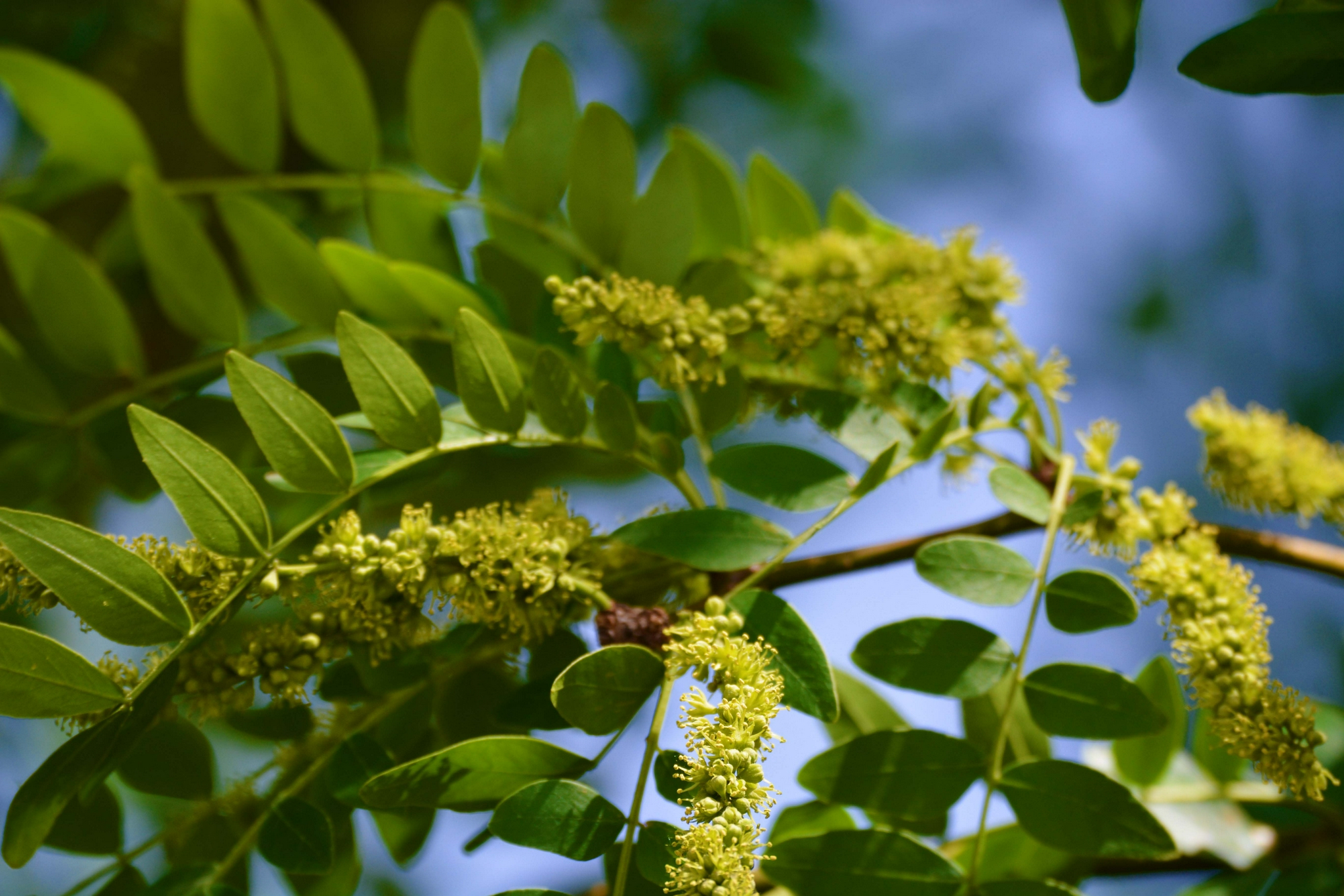 皂角树花穗原创拍摄
