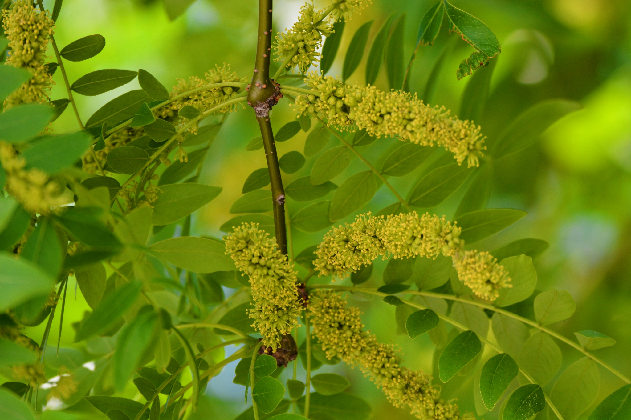皂角树花穗原创拍摄