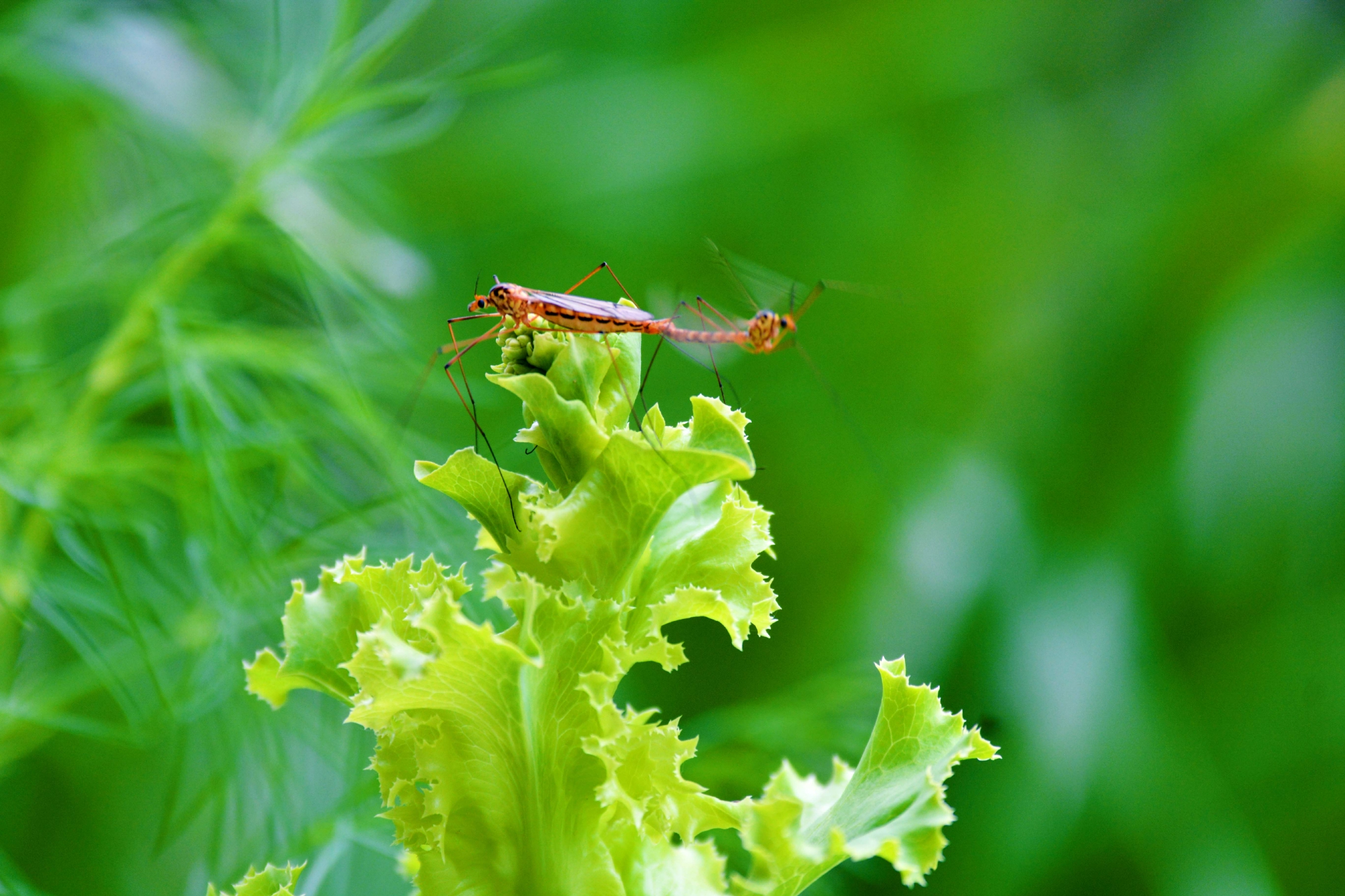 两只长腿昆虫原创拍摄