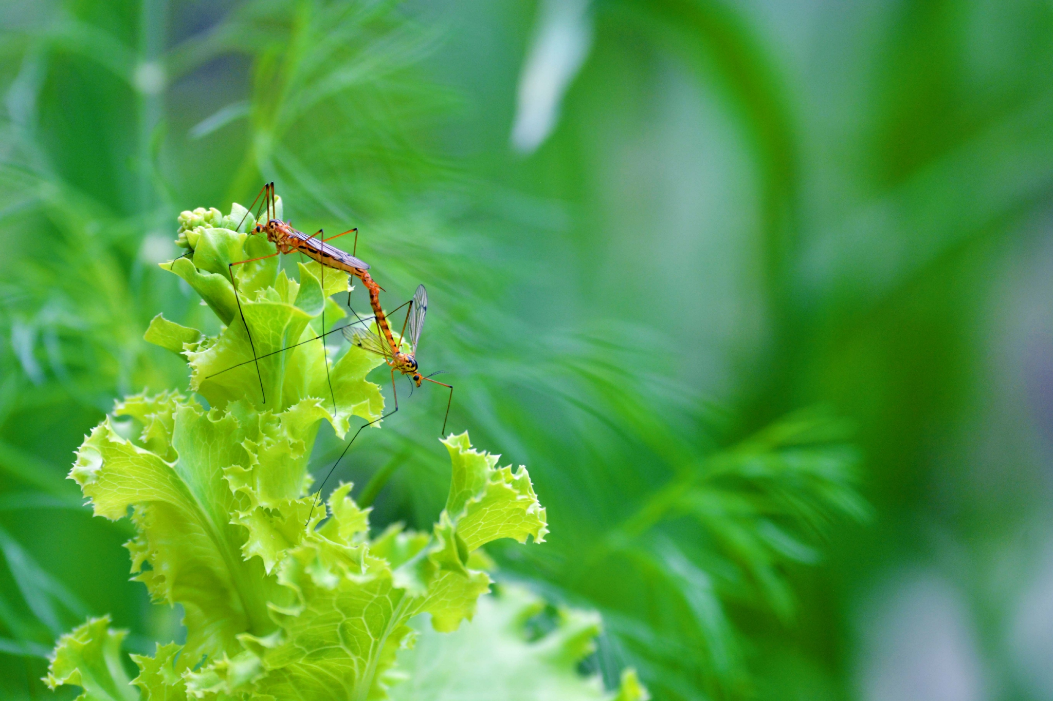 两只长腿昆虫原创拍摄