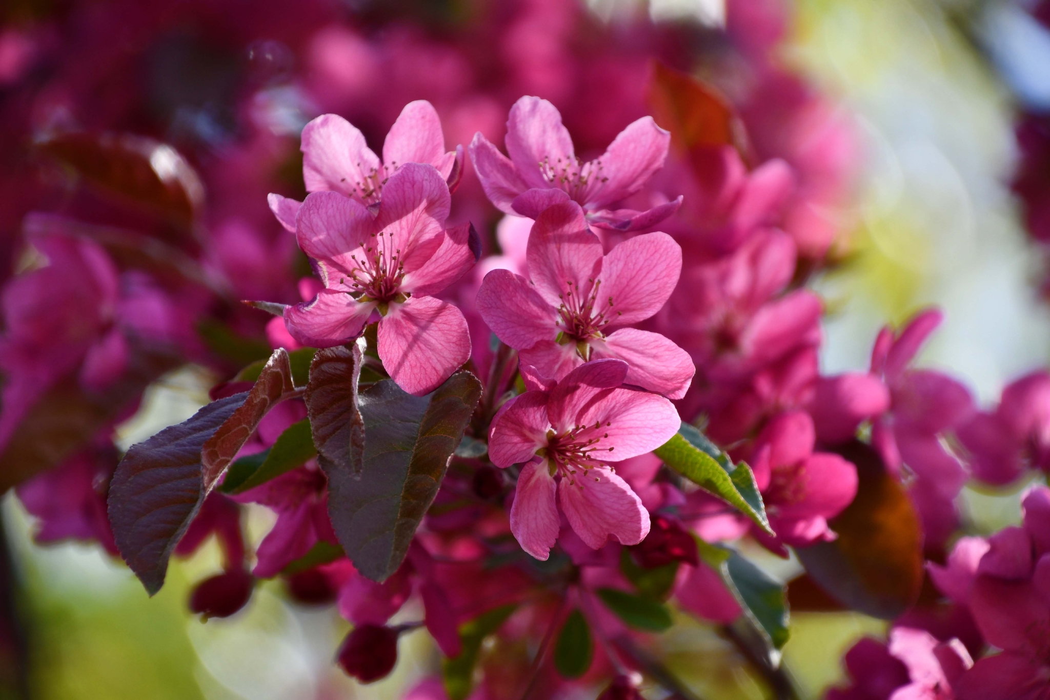 北美海棠花原创拍摄