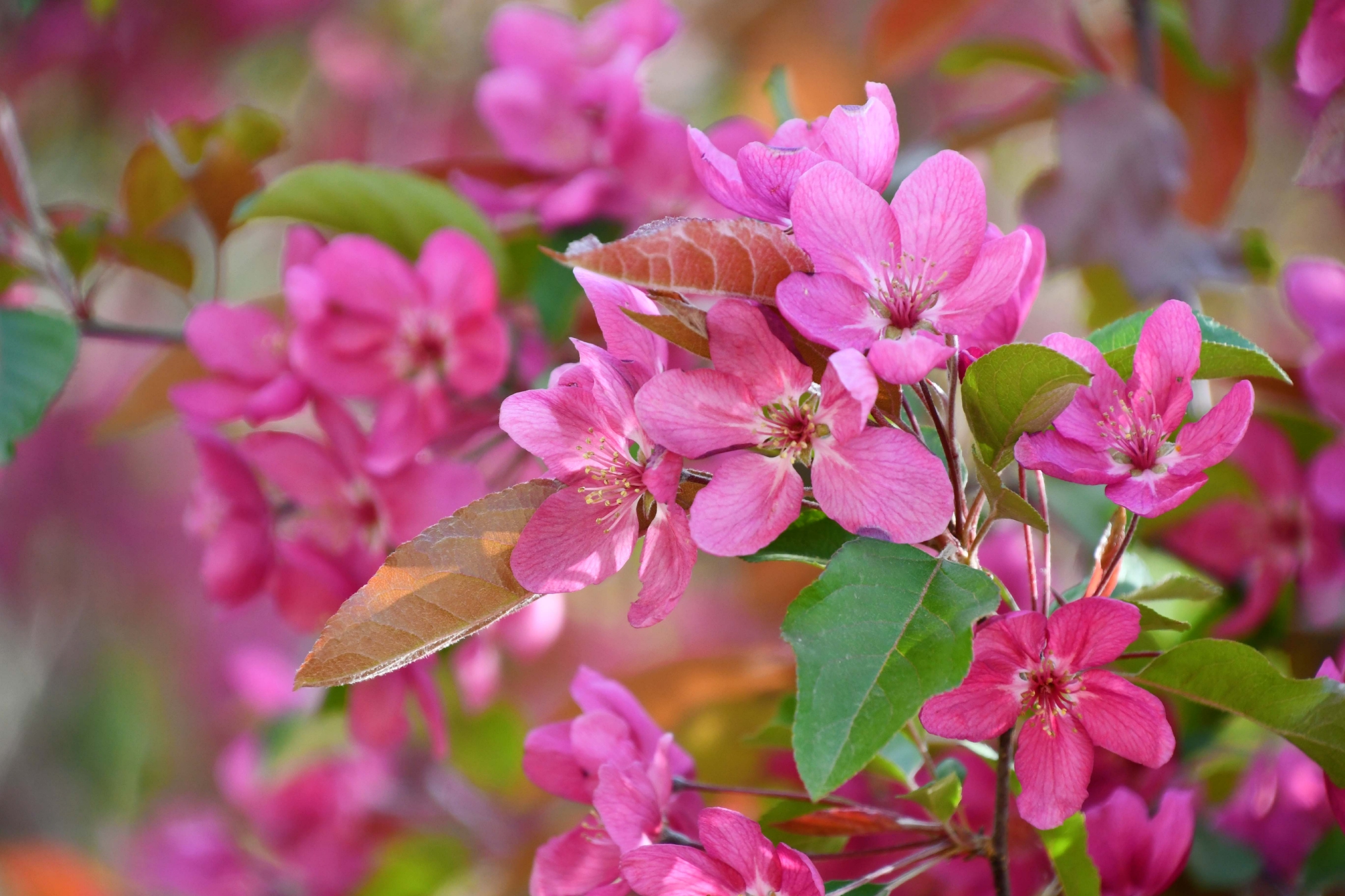 北美海棠花原创拍摄