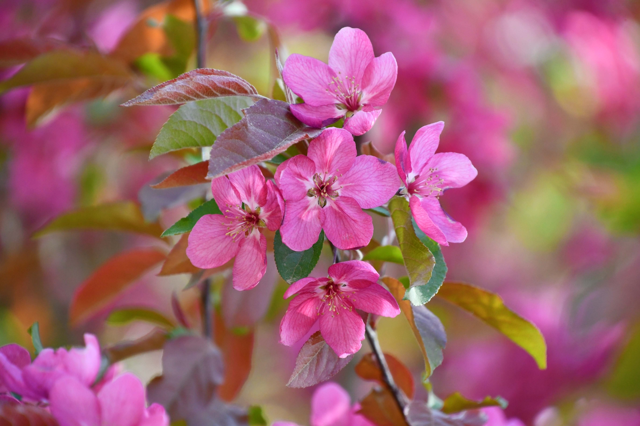 北美海棠花原创拍摄