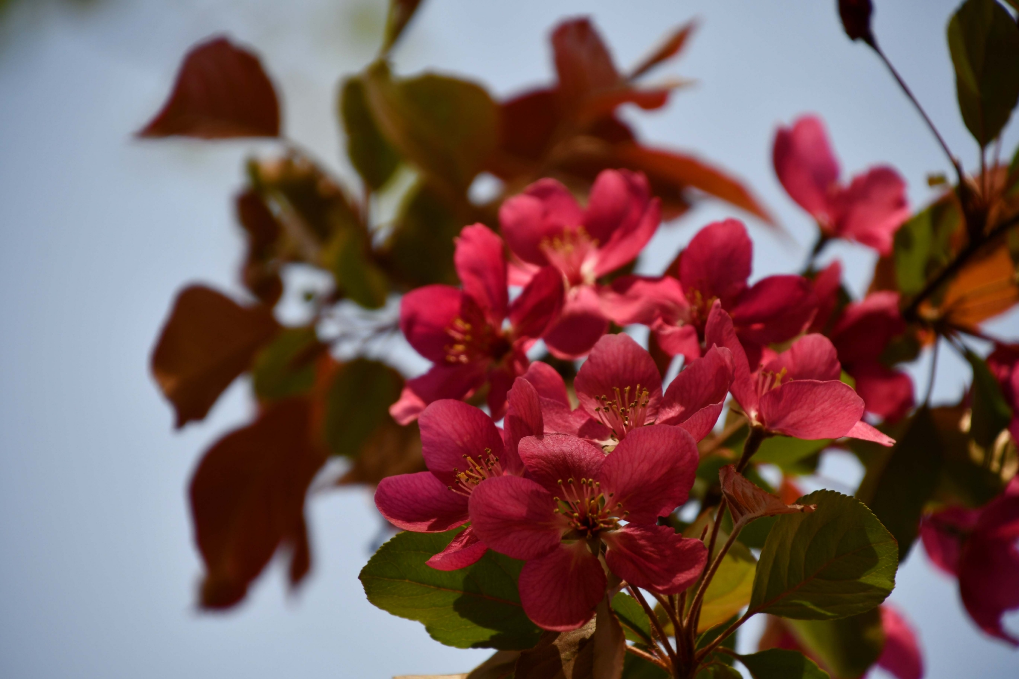 北美海棠花原创拍摄