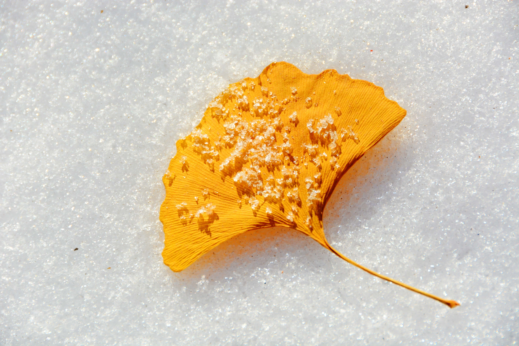 雪地上的银杏叶原创拍摄