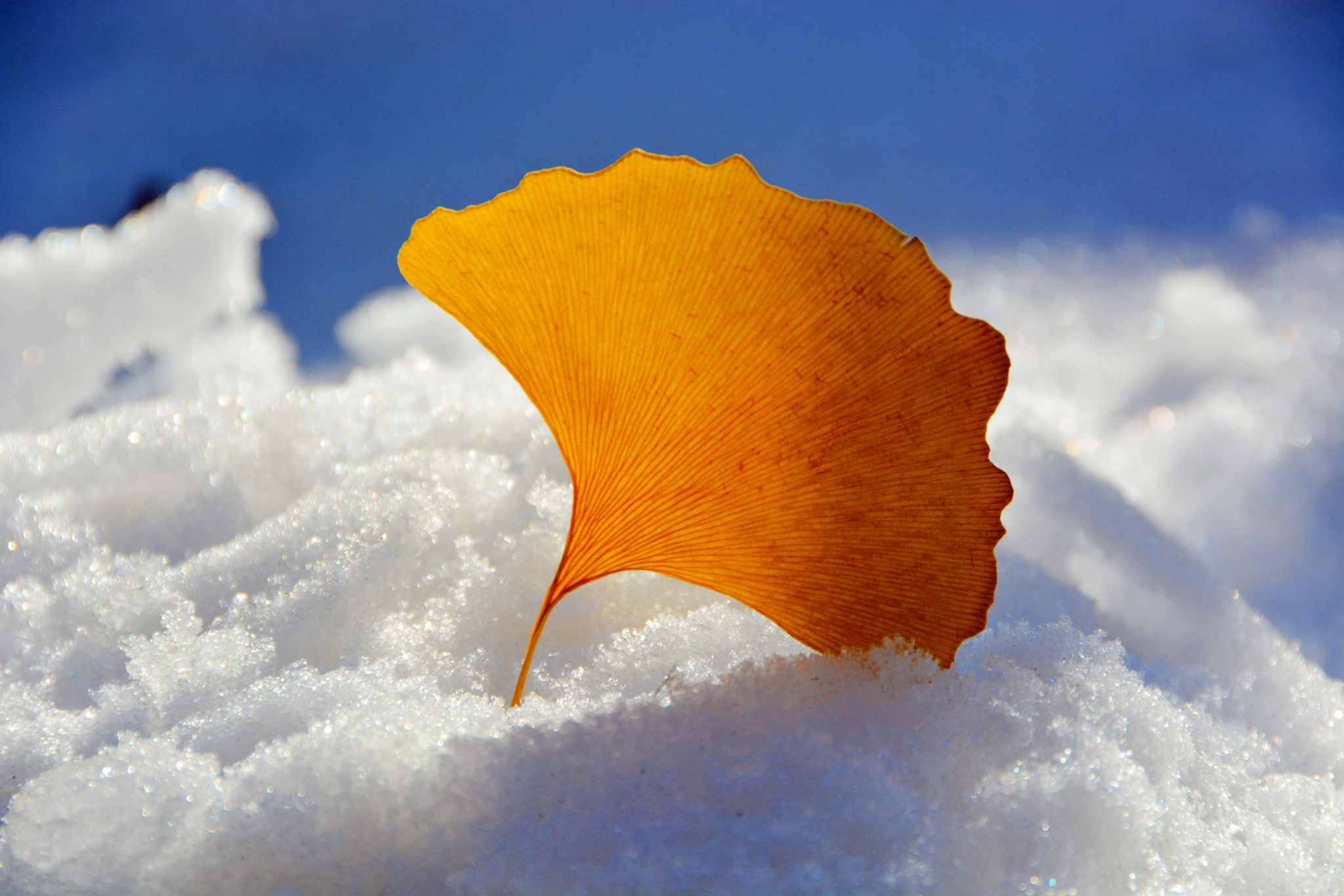 雪地上的银杏叶原创拍摄