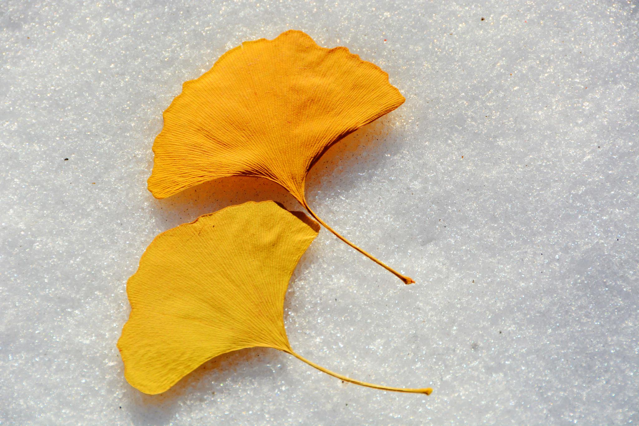 雪地上的银杏叶原创拍摄