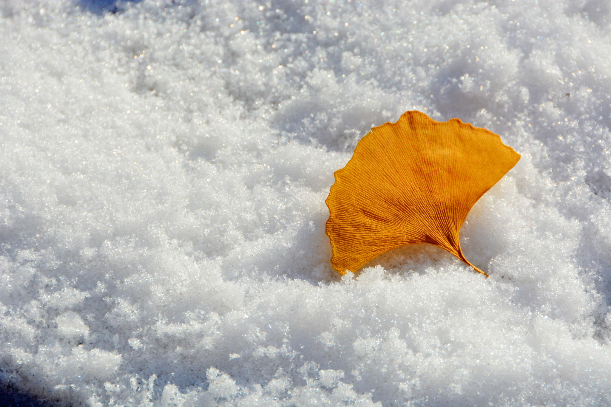 雪地上的银杏叶,原创拍摄__财经头条