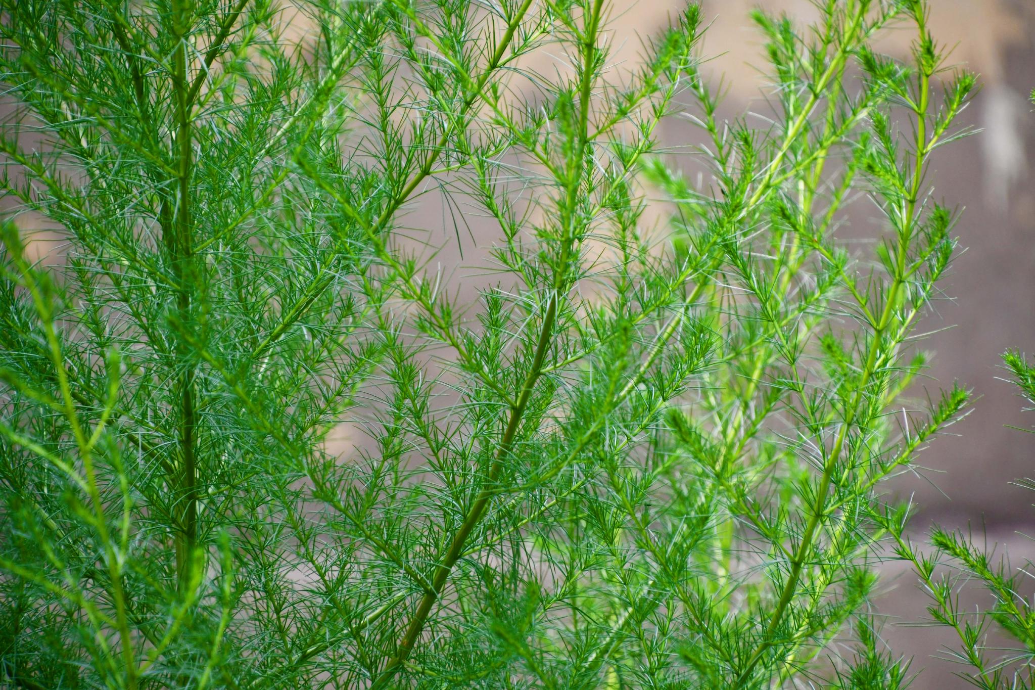 野生猪毛菜原创拍摄