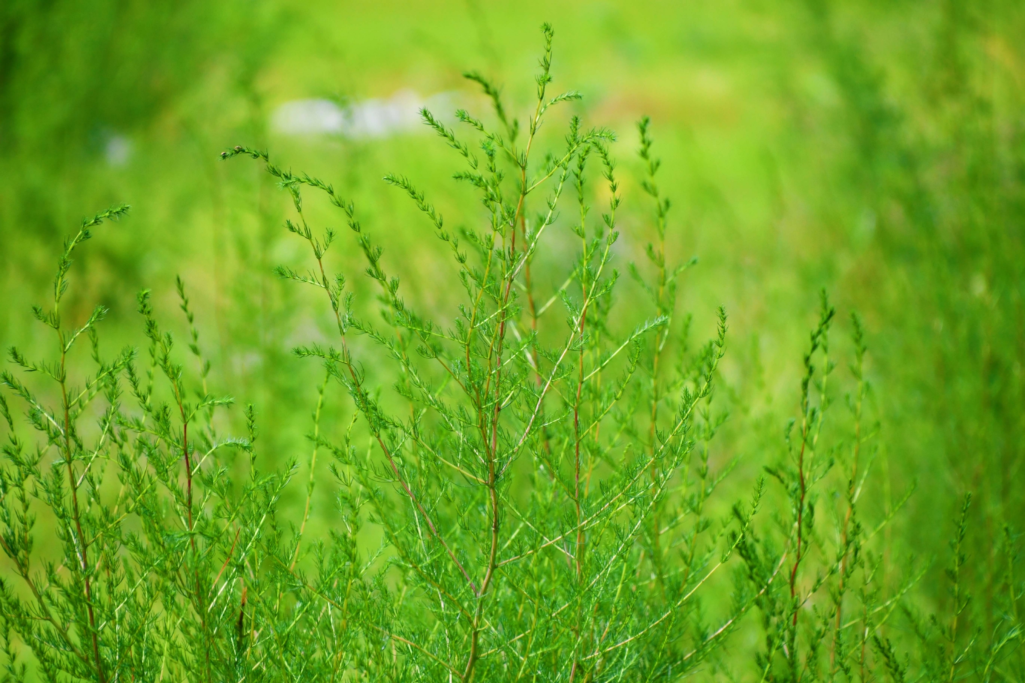 野生猪毛菜原创拍摄