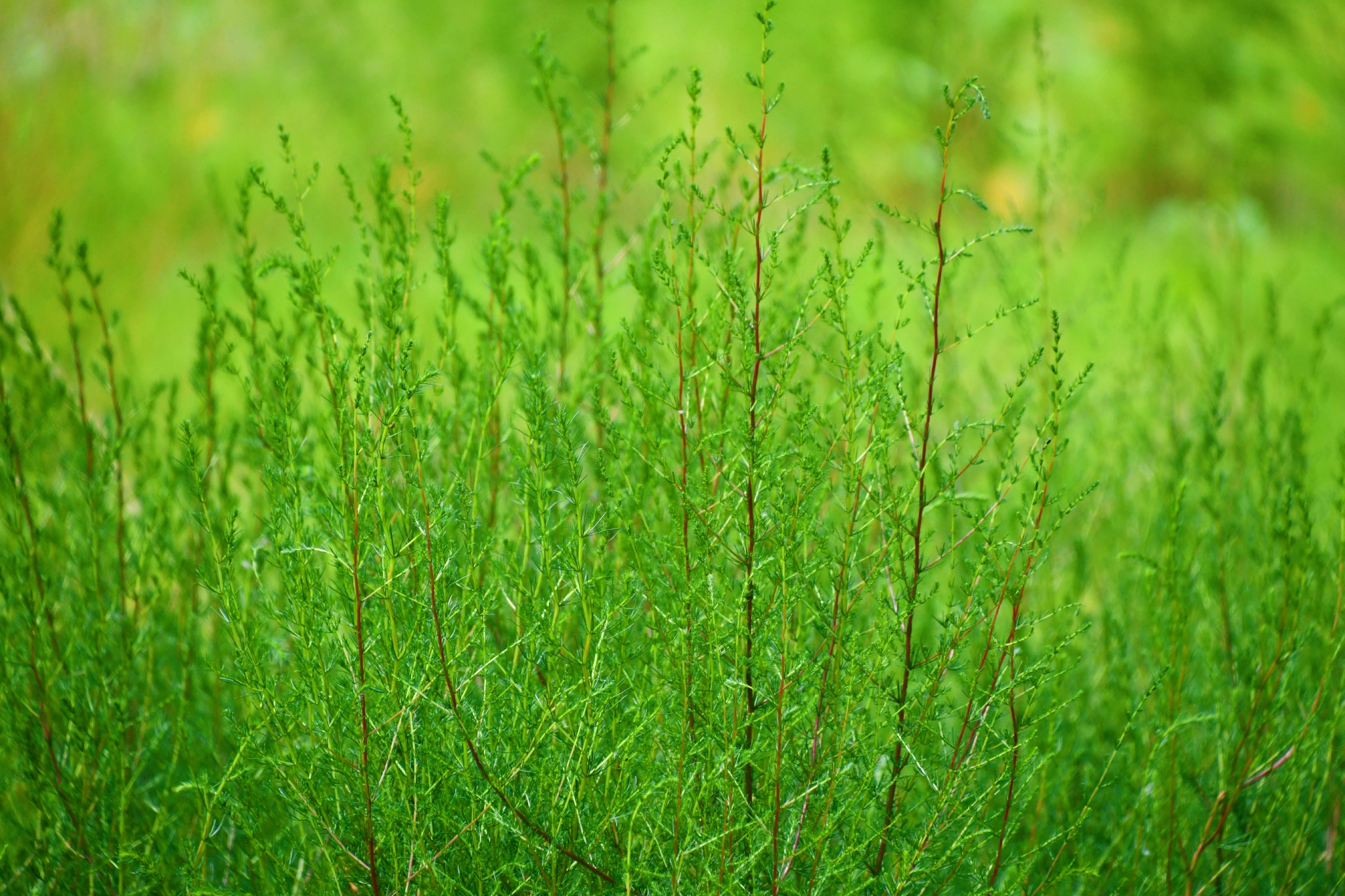 野生猪毛菜原创拍摄