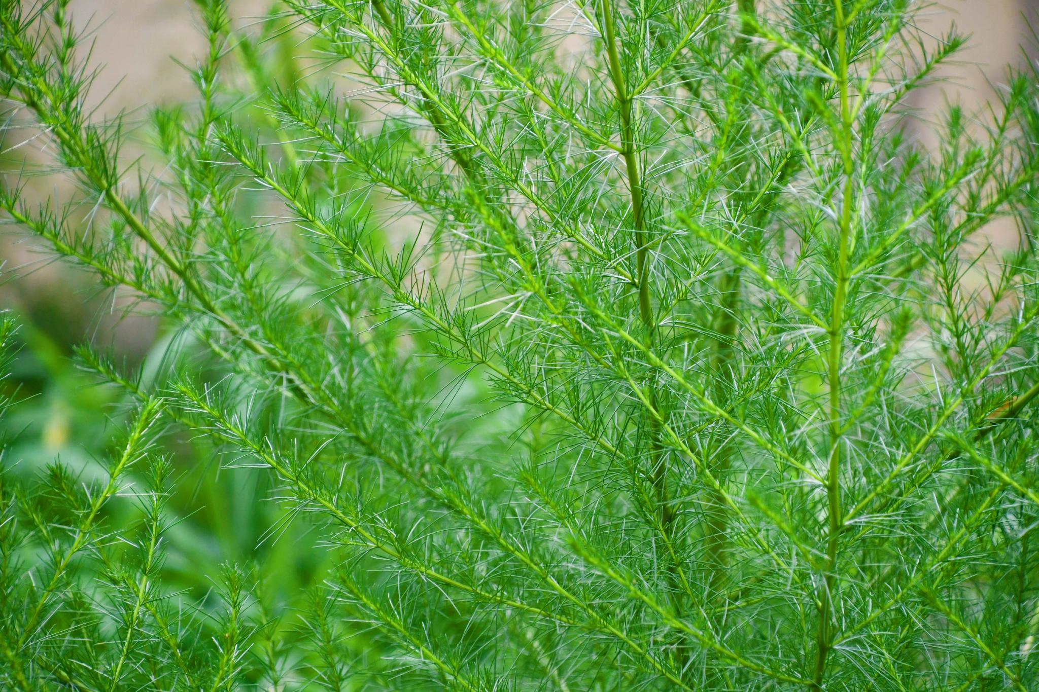 野生猪毛菜原创拍摄