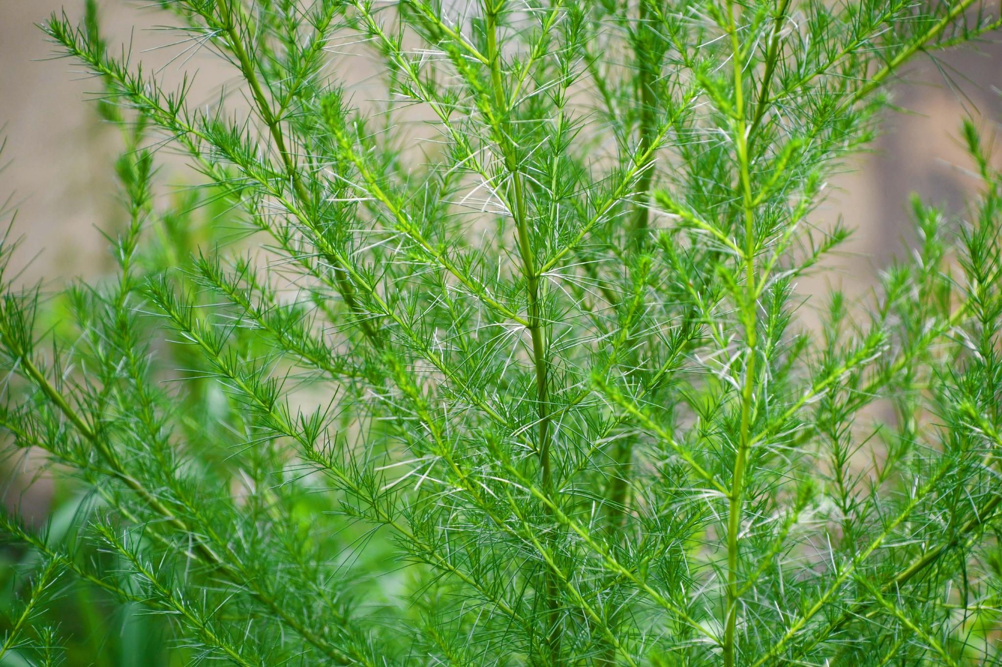 野生猪毛菜原创拍摄