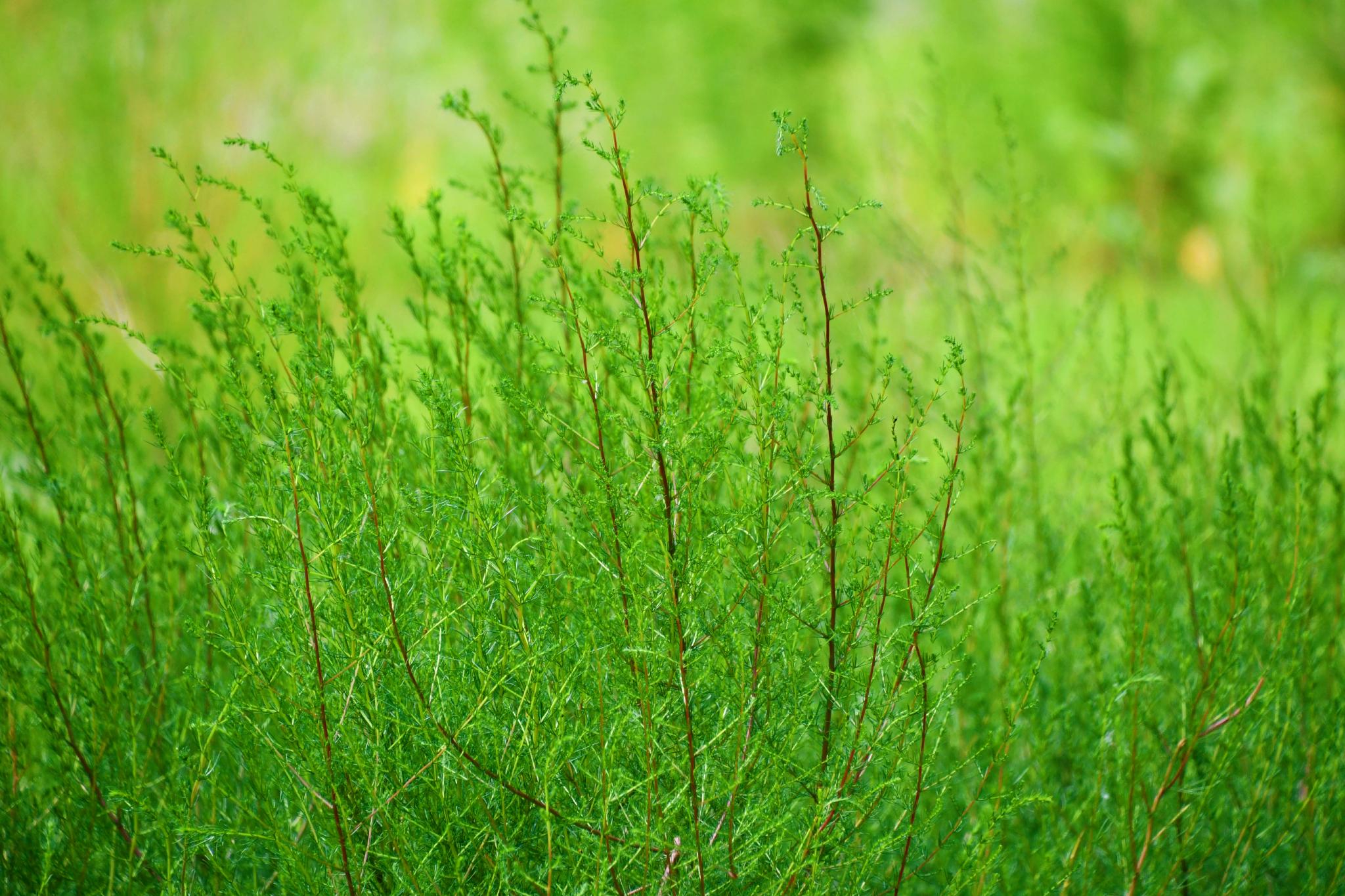 野生猪毛菜原创拍摄