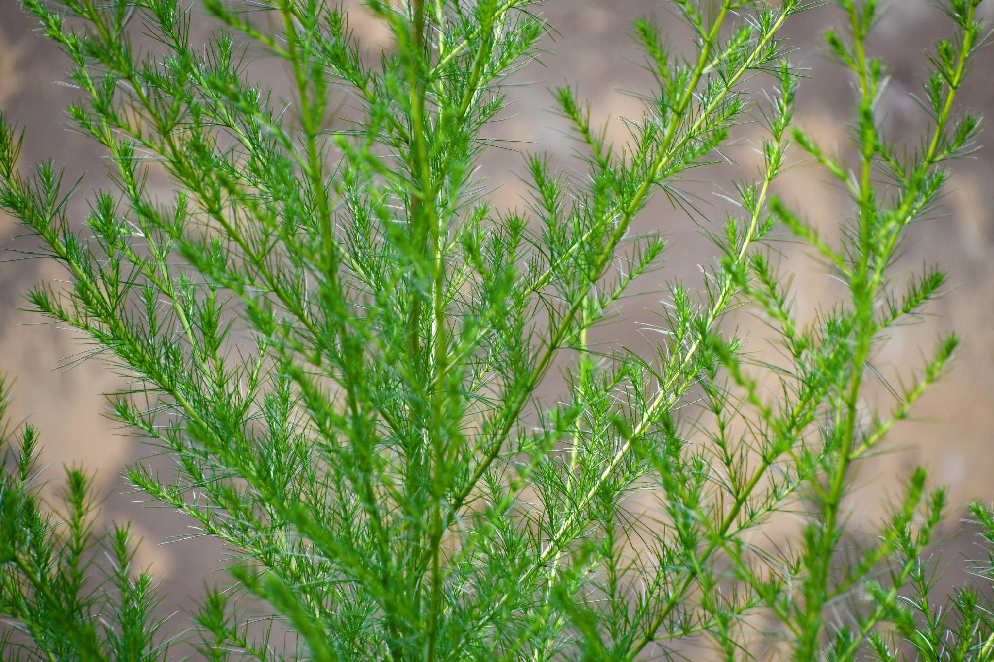 野生猪毛菜原创拍摄