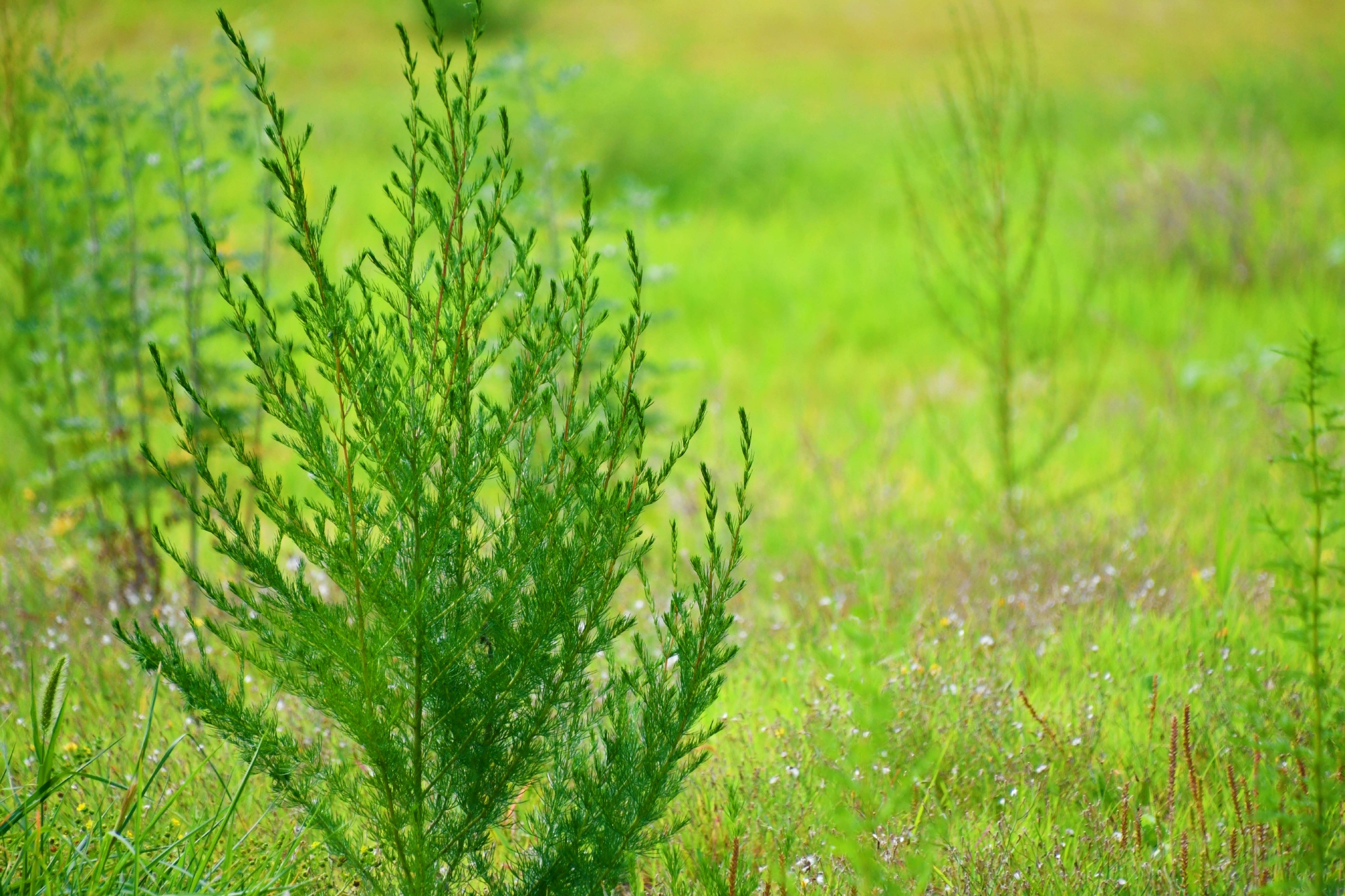 野生猪毛菜原创拍摄